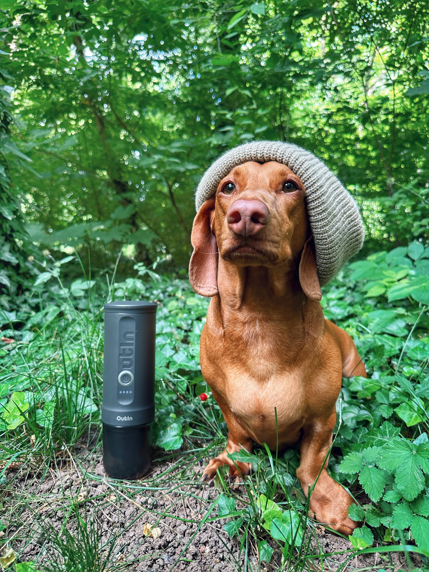 Een bruine teckel met hoed zit naast een zwarte container in het bos.