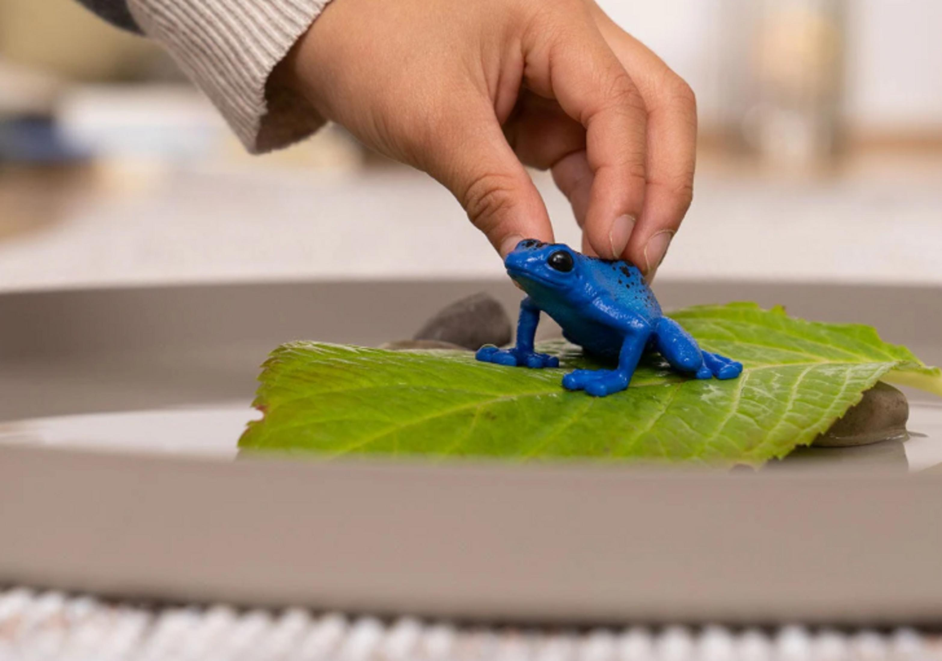 Eine Hand platziert einen blauen Frosch auf einem Blatt.