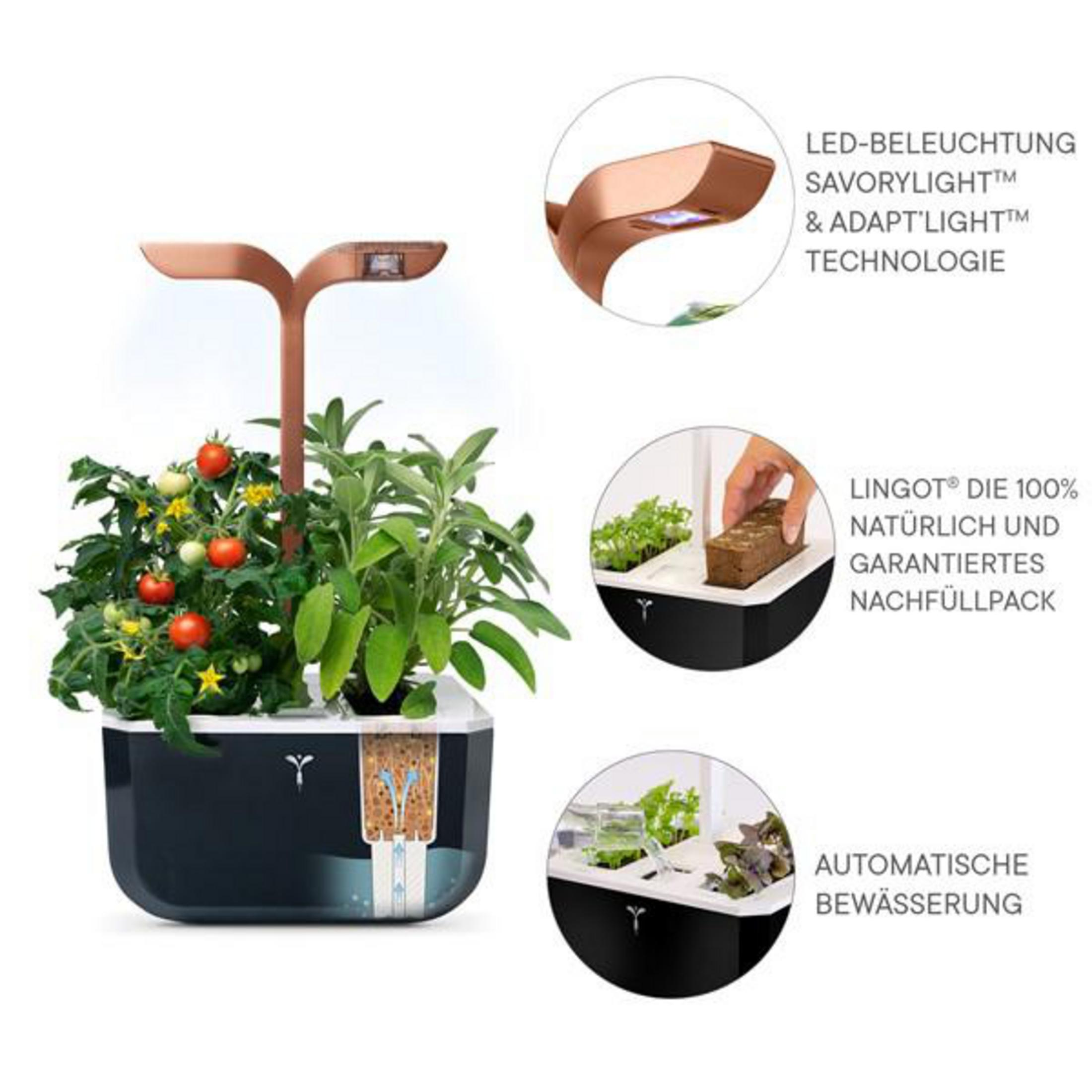 Ein Anzuchtsystem mit Tomatenpflanzen, Kräutern und LED-Licht.