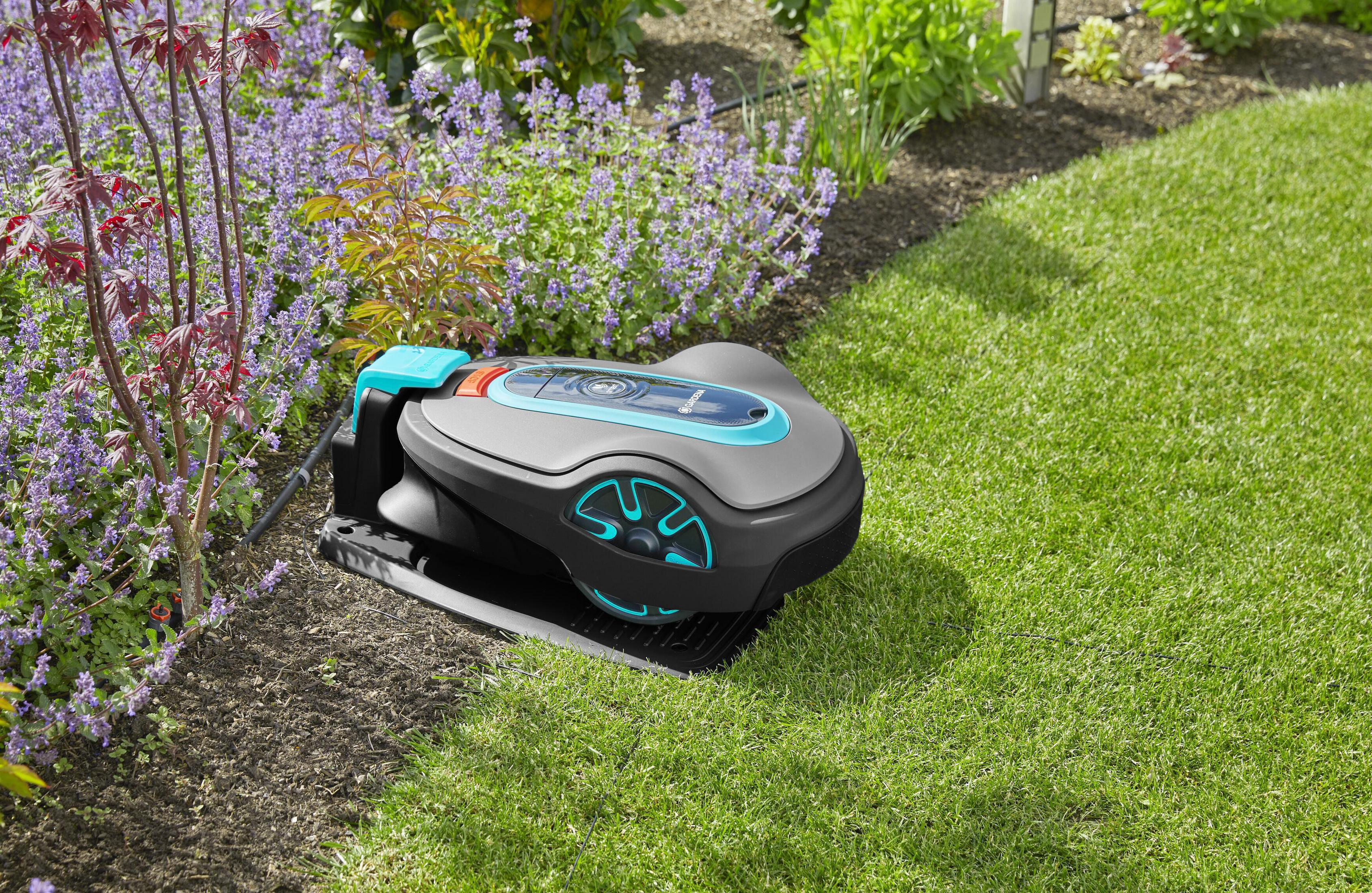 Ein Mähroboter steht auf einer Rasenfläche neben lila blühenden Pflanzen.