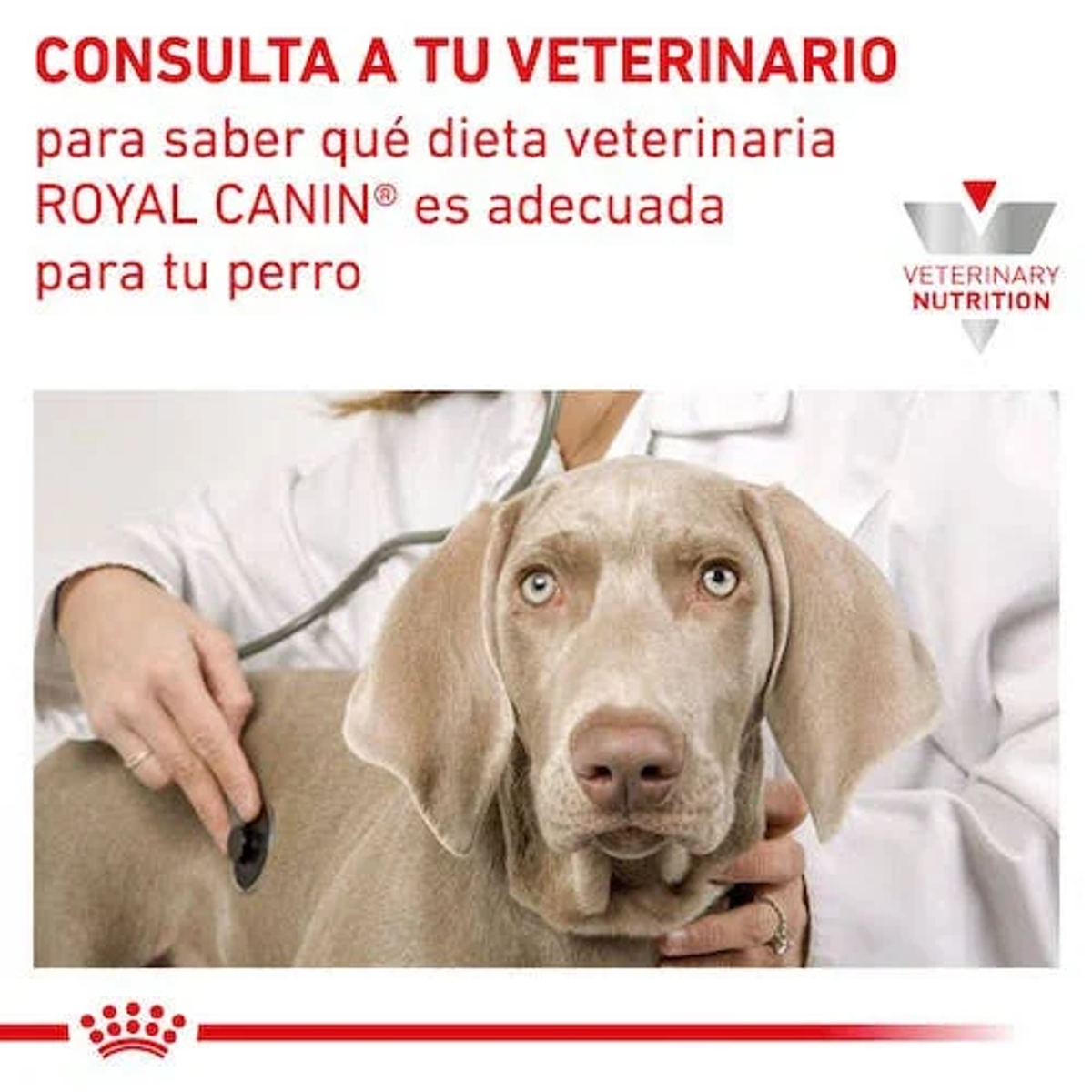 Veterinario examina perro con estetoscopio. Texto: Consulta a tu veterinario.