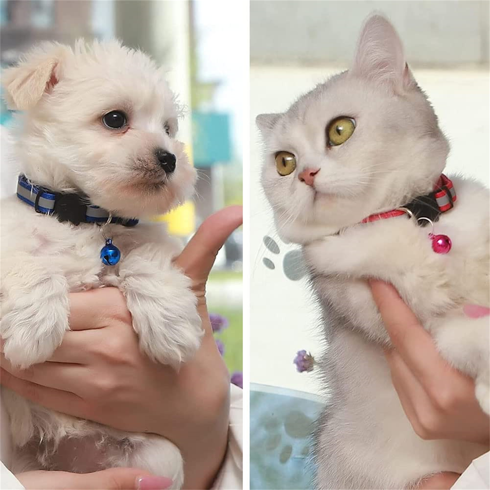 Ein weißer Welpe links und eine weiße Katze rechts, beide von Menschen gehalten.