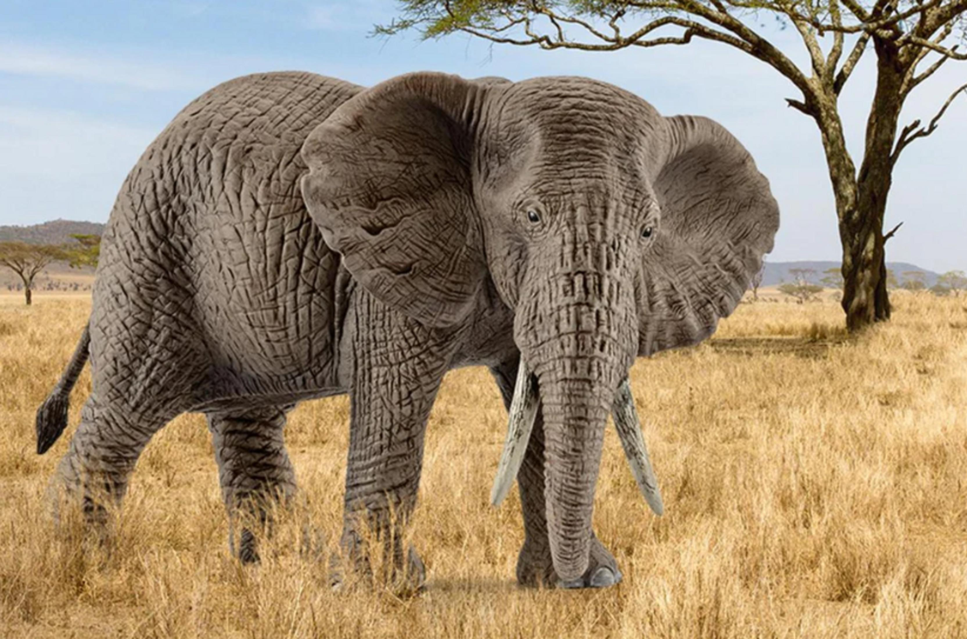 Ein Elefant steht in trockenem Gras unter einem Baum am blauen Himmel.