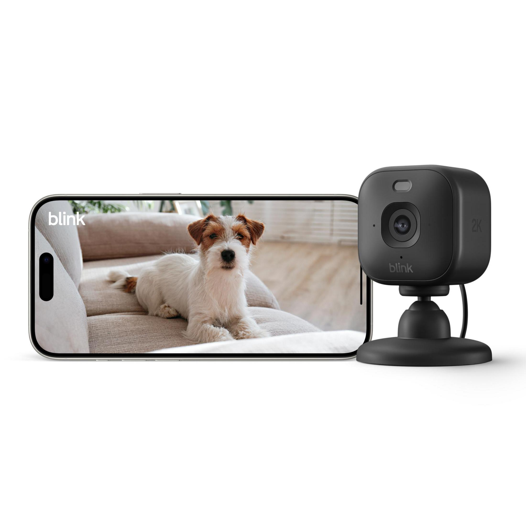Un cane giace su un divano, visto sullo schermo di uno smartphone accanto.