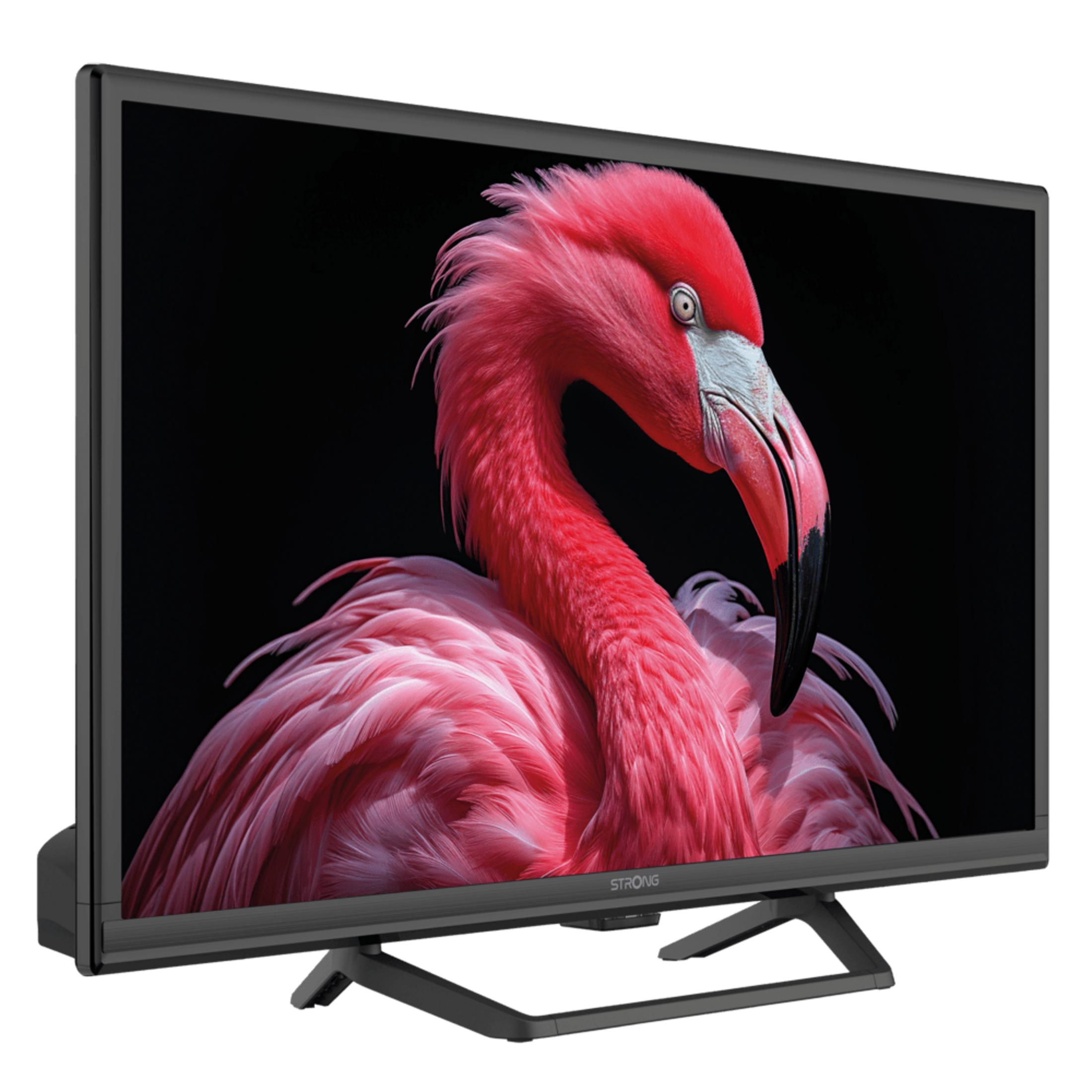 Ein Fernseher zeigt ein Porträt eines rosa Flamingos mit schwarzem Hintergrund.