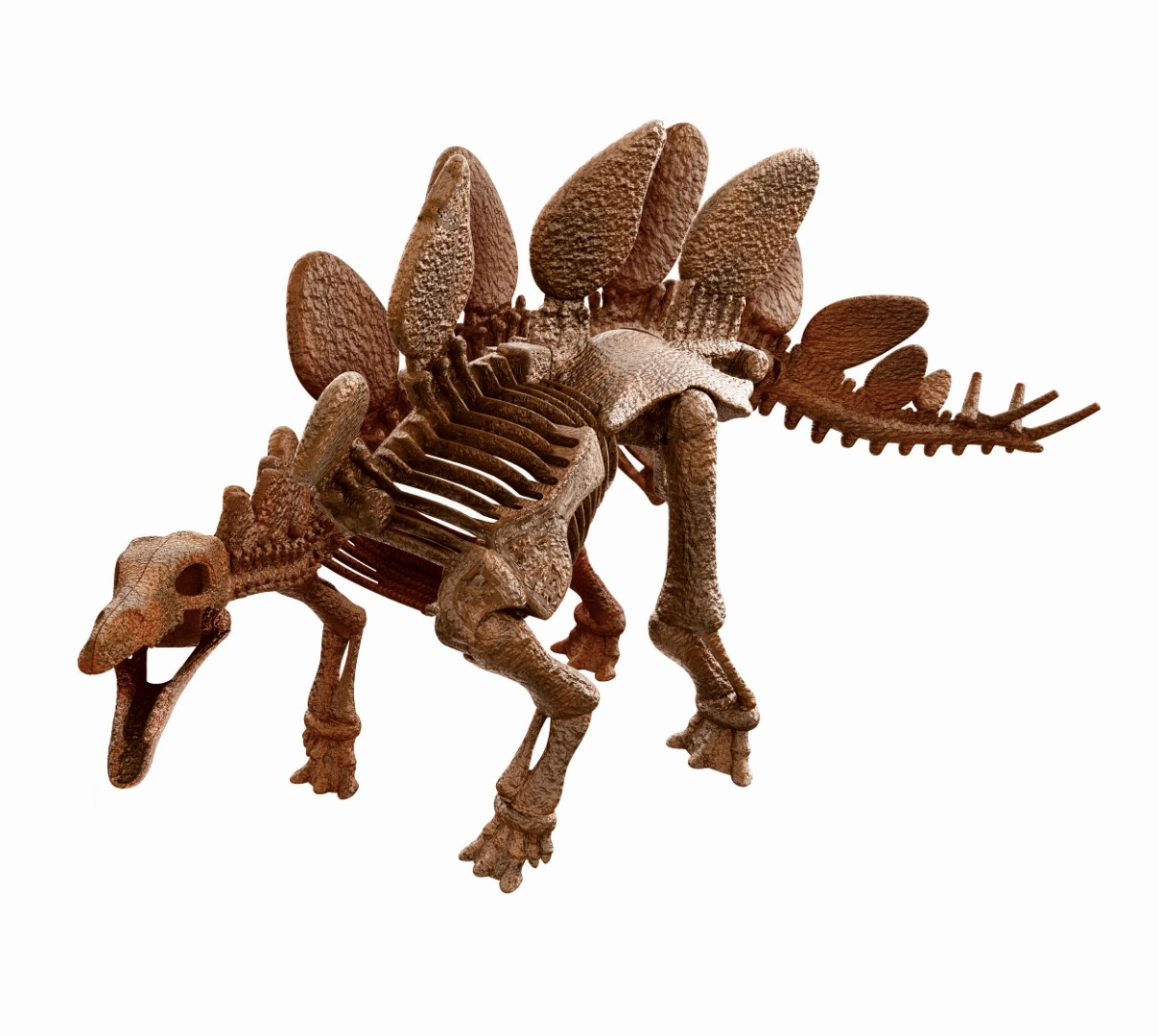 Uno scheletro di dinosauro marrone con placche sulla schiena e coda spinosa.