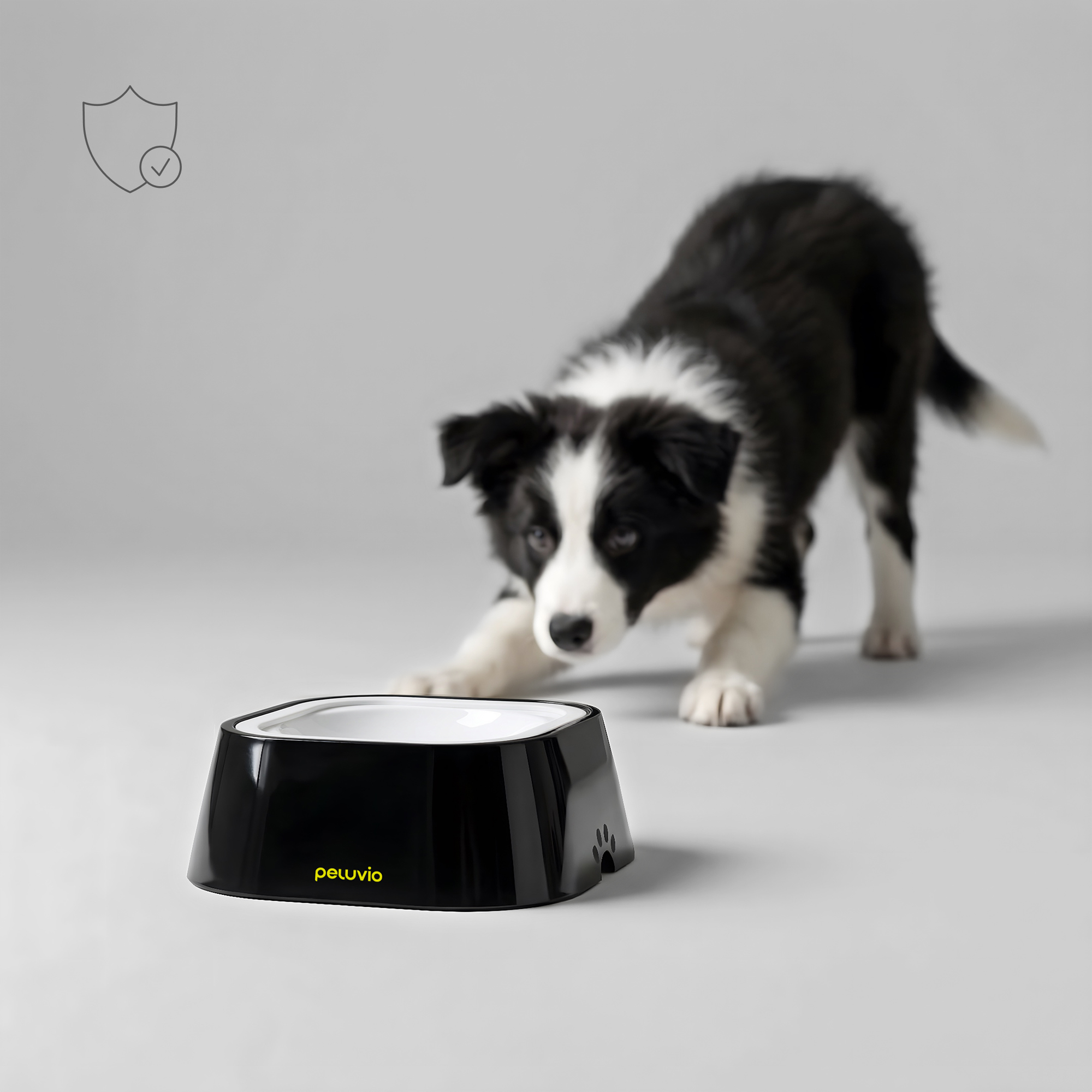 Ein Border-Collie-Welpe nähert sich einer Futterschale auf grauem Hintergrund.