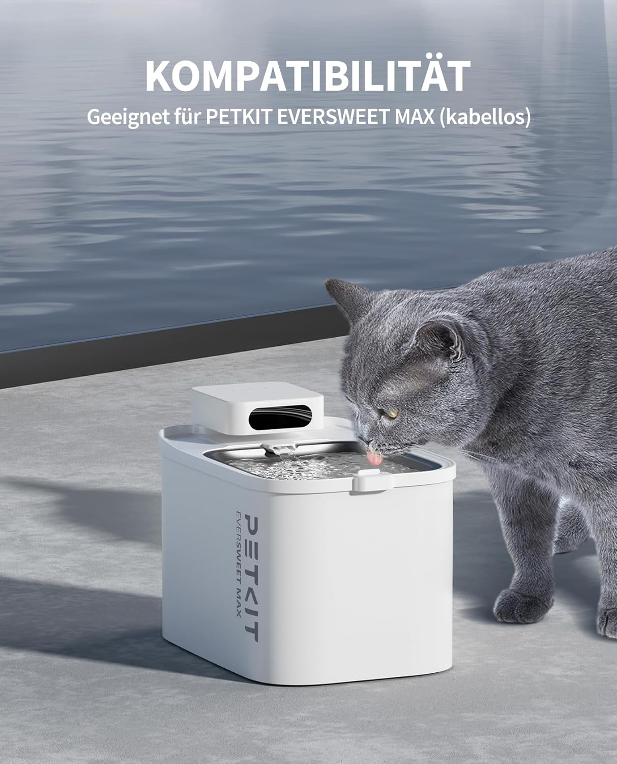 Gatto grigio beve da erogatore acqua bianco PETKIT davanti acqua calma.