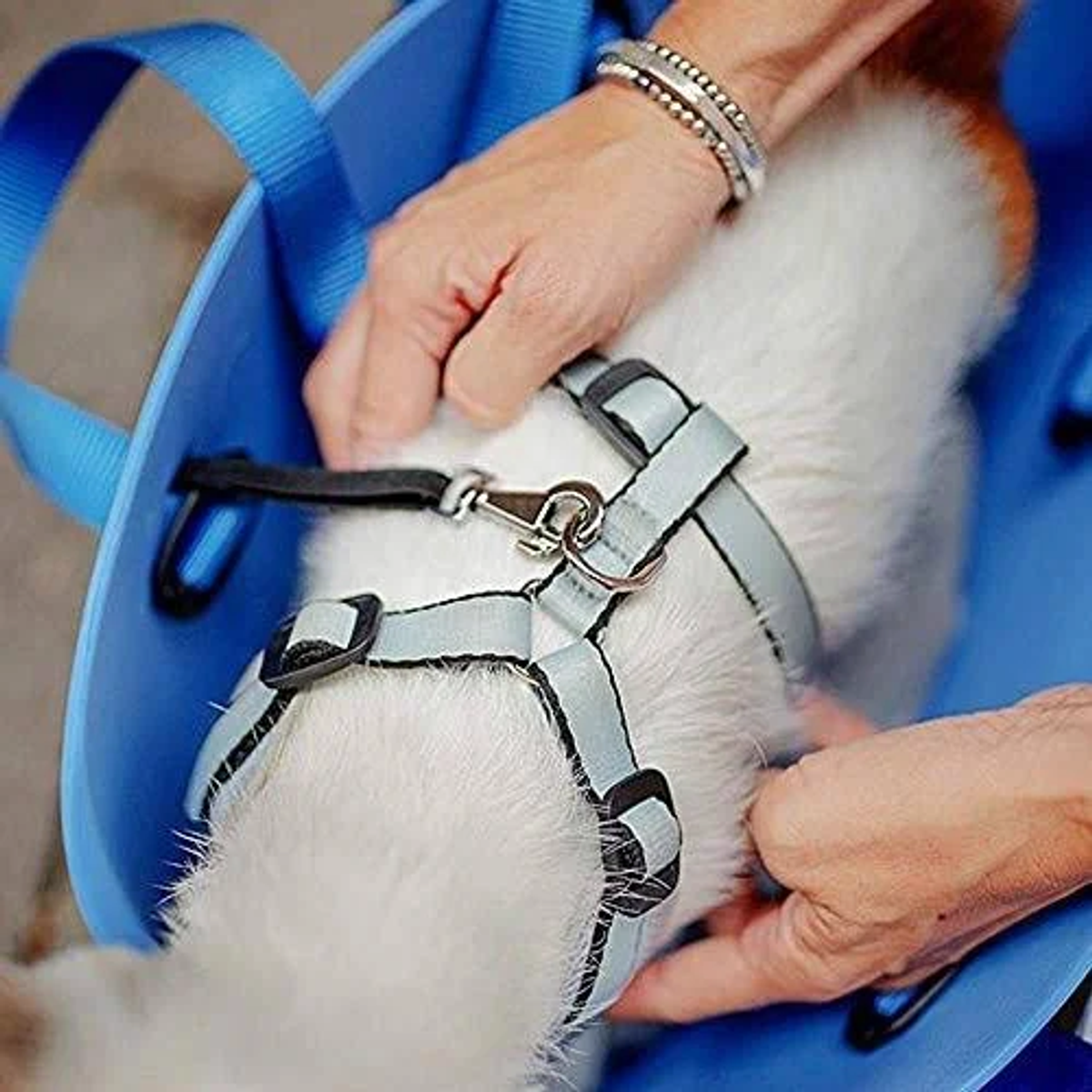 Eine Person befestigt ein hellblaues Geschirr an einem weißen Hund in einer blauen Tasche.