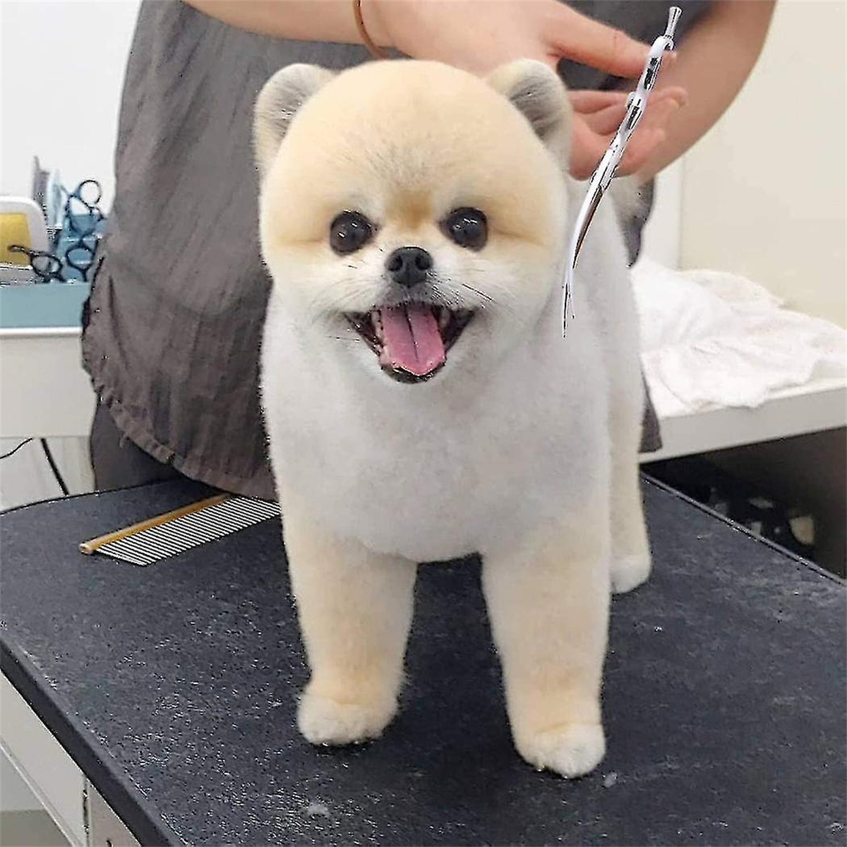 Ein Pomeranian Hund mit hellbraunem Kopf und Ohren steht auf einem Tisch.