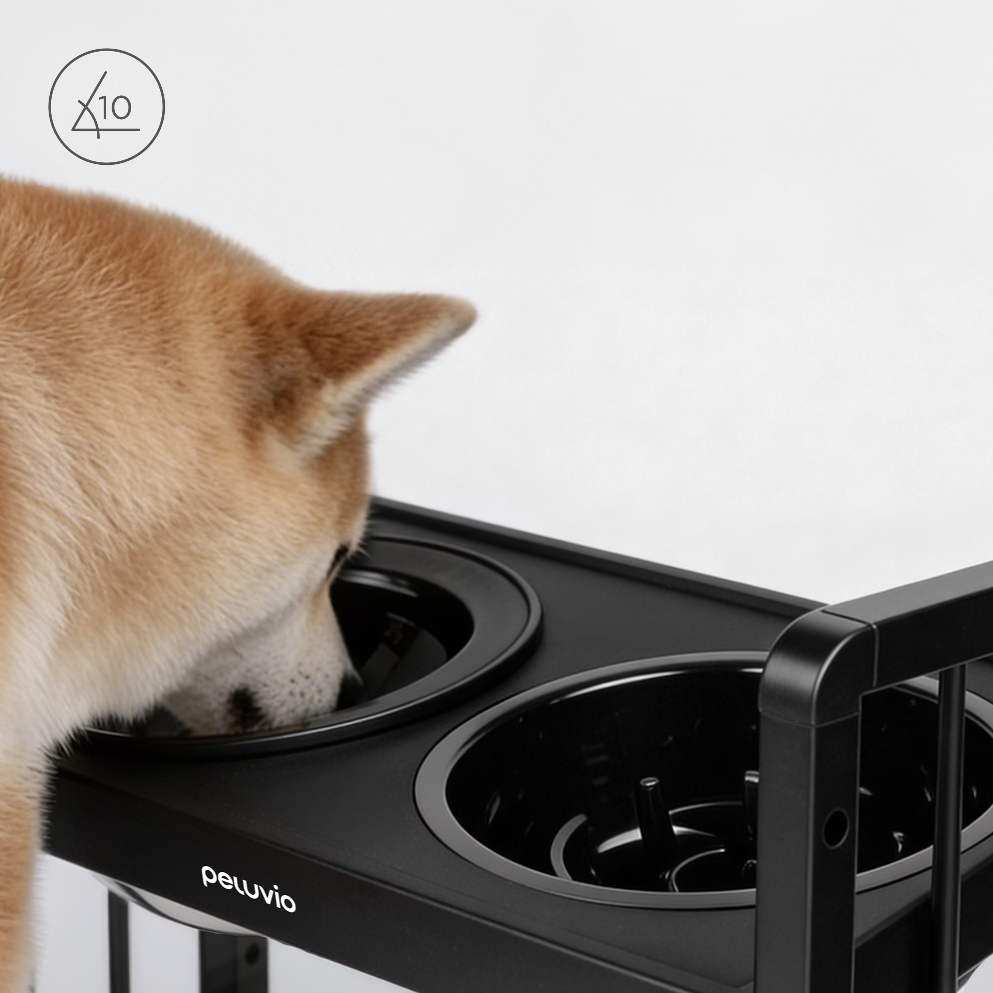 Ein Shiba Inu Hund trinkt aus einer schwarzen Doppelschüssel auf einem Ständer.