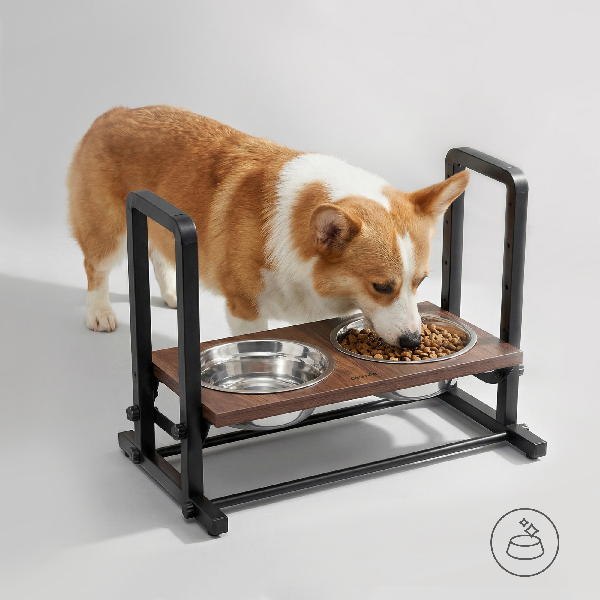 Ein Corgi frisst aus einem erhöhten Futternapf auf einem Holztisch mit Metallgestell.
