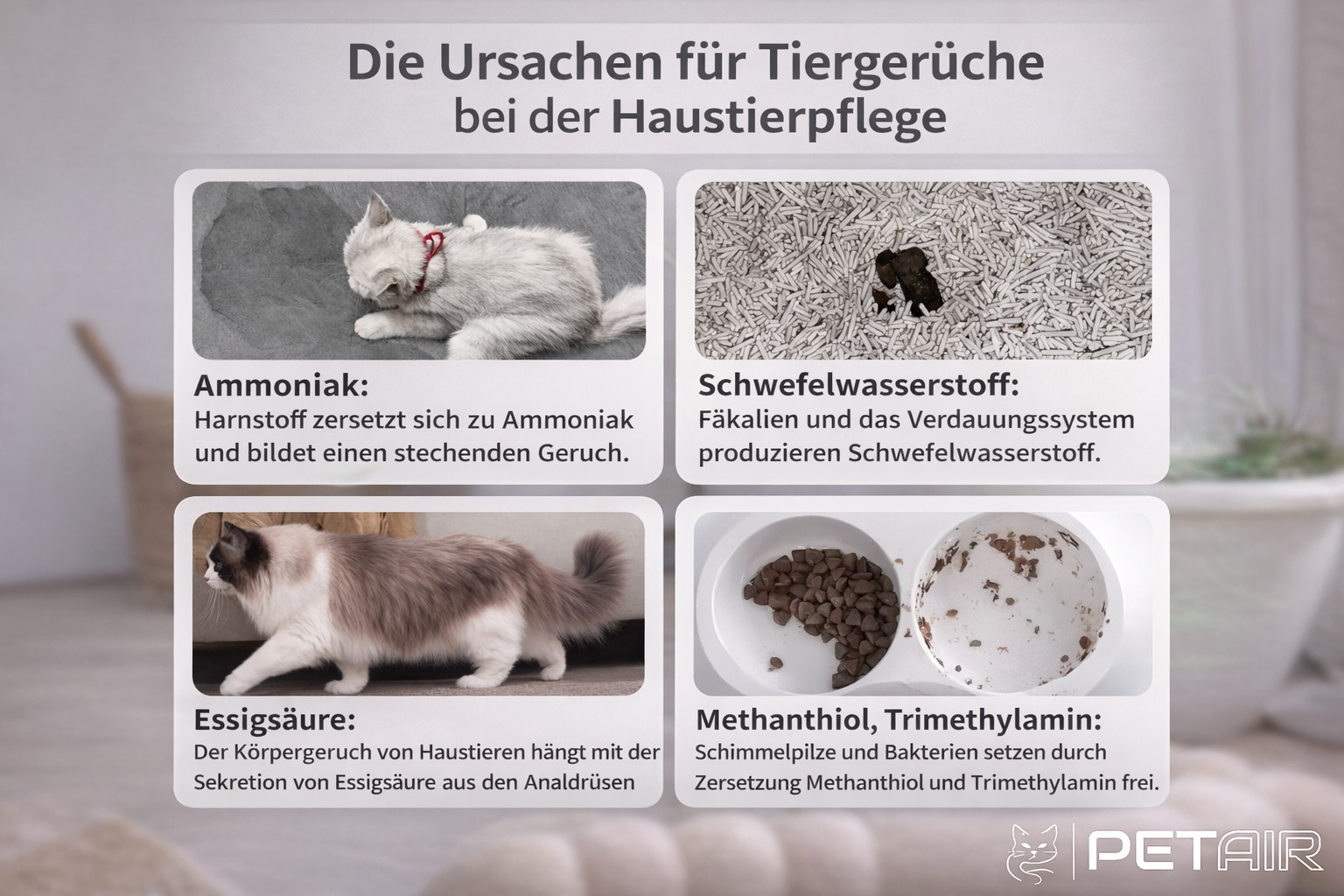 Infographie sur les causes des odeurs d'animaux avec images de chats et explications.