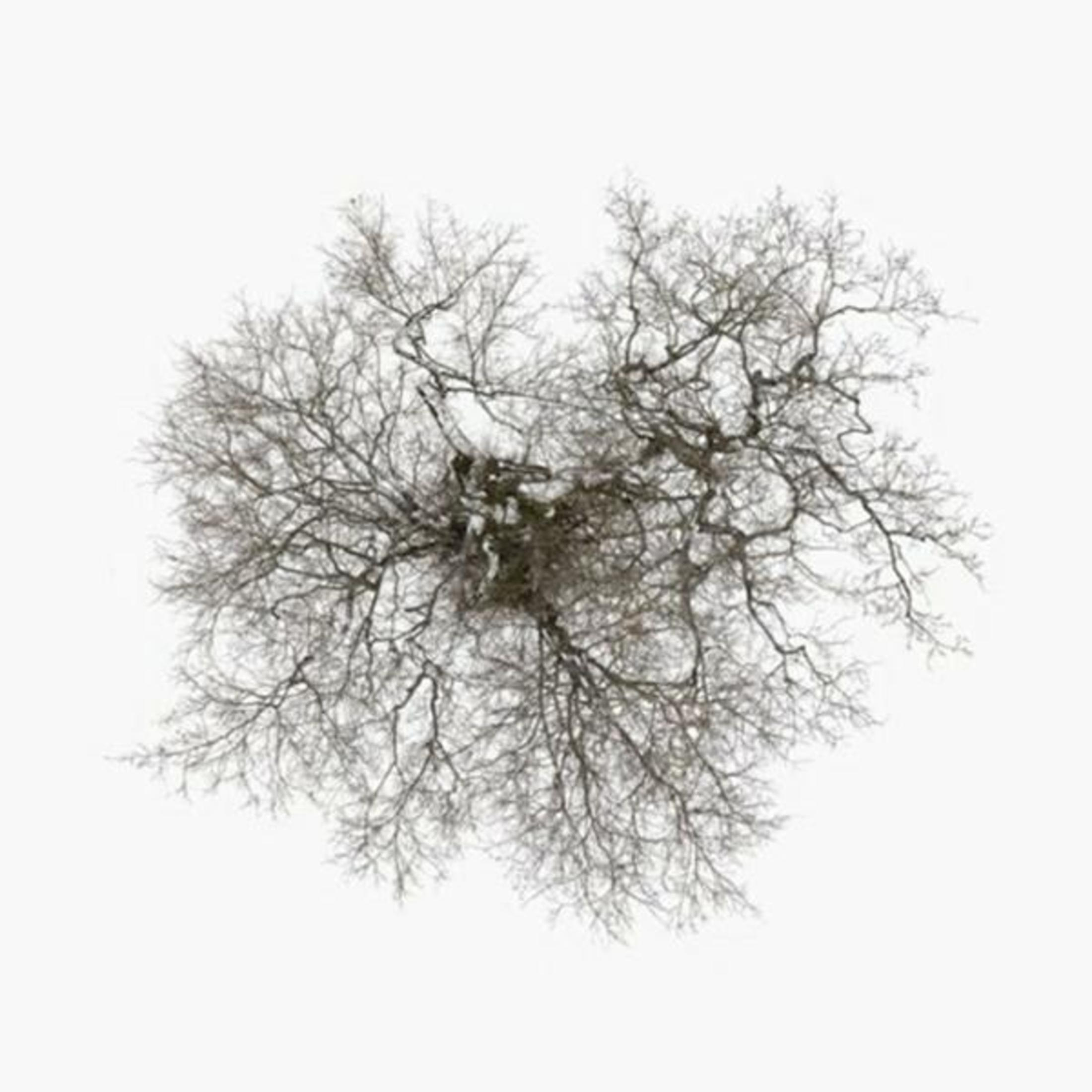 Vista dall'alto di un albero spoglio con rami intrecciati su sfondo bianco.