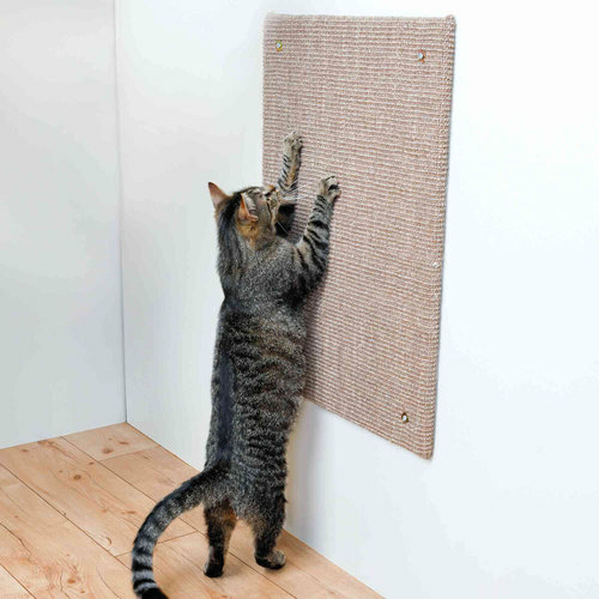 Un gatto soriano si gratta su un tappetino di iuta attaccato al muro.