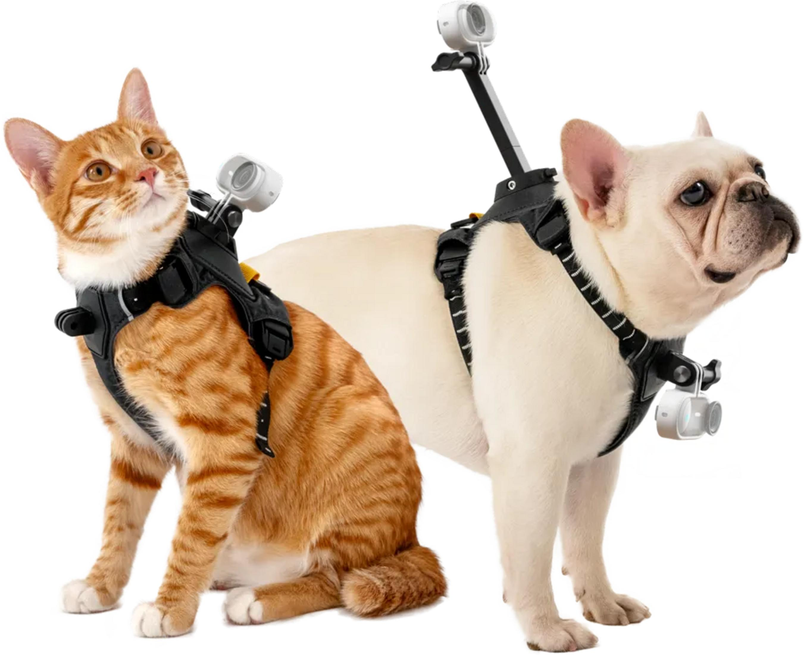 Turuncu tekir kedi ve beyaz Fransız bulldog, kablolar üzerinde kameralar takıyor.