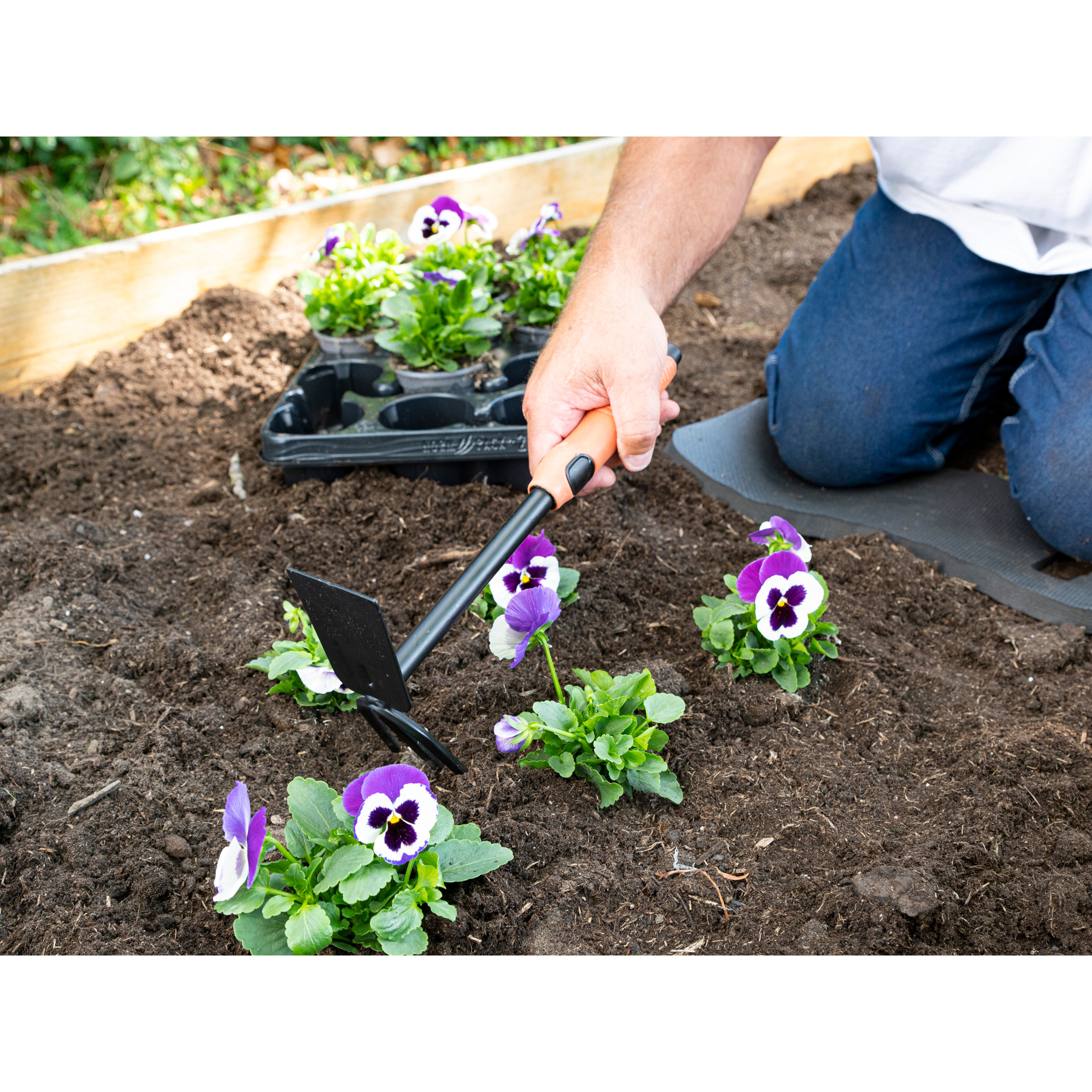 Tuinman plant paarse en witte viooltjes in verhoogd bed.