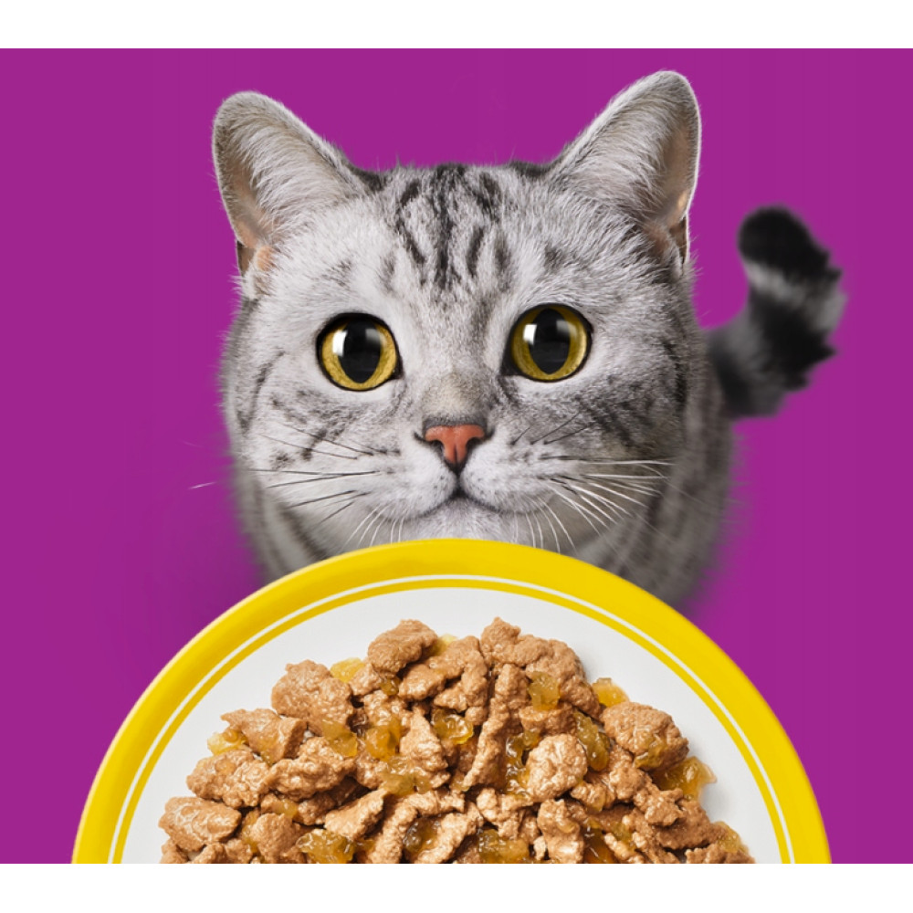 Szary kot z żółtymi oczami patrzy na miskę z jedzeniem.