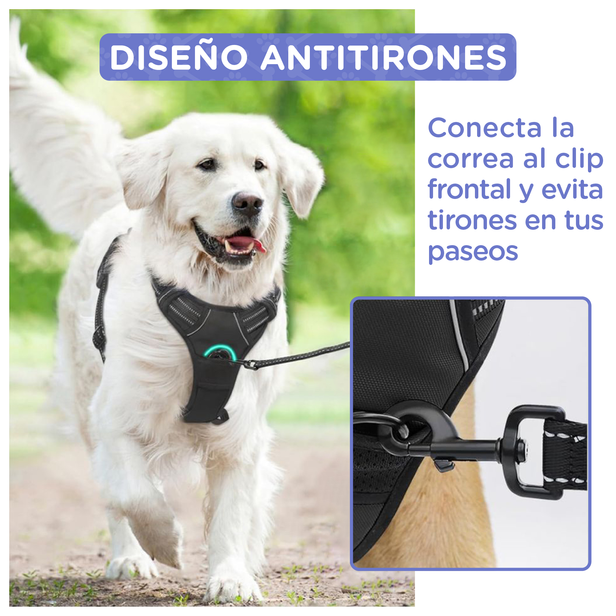 Un perro blanco lleva un arnés negro con correa al aire libre.