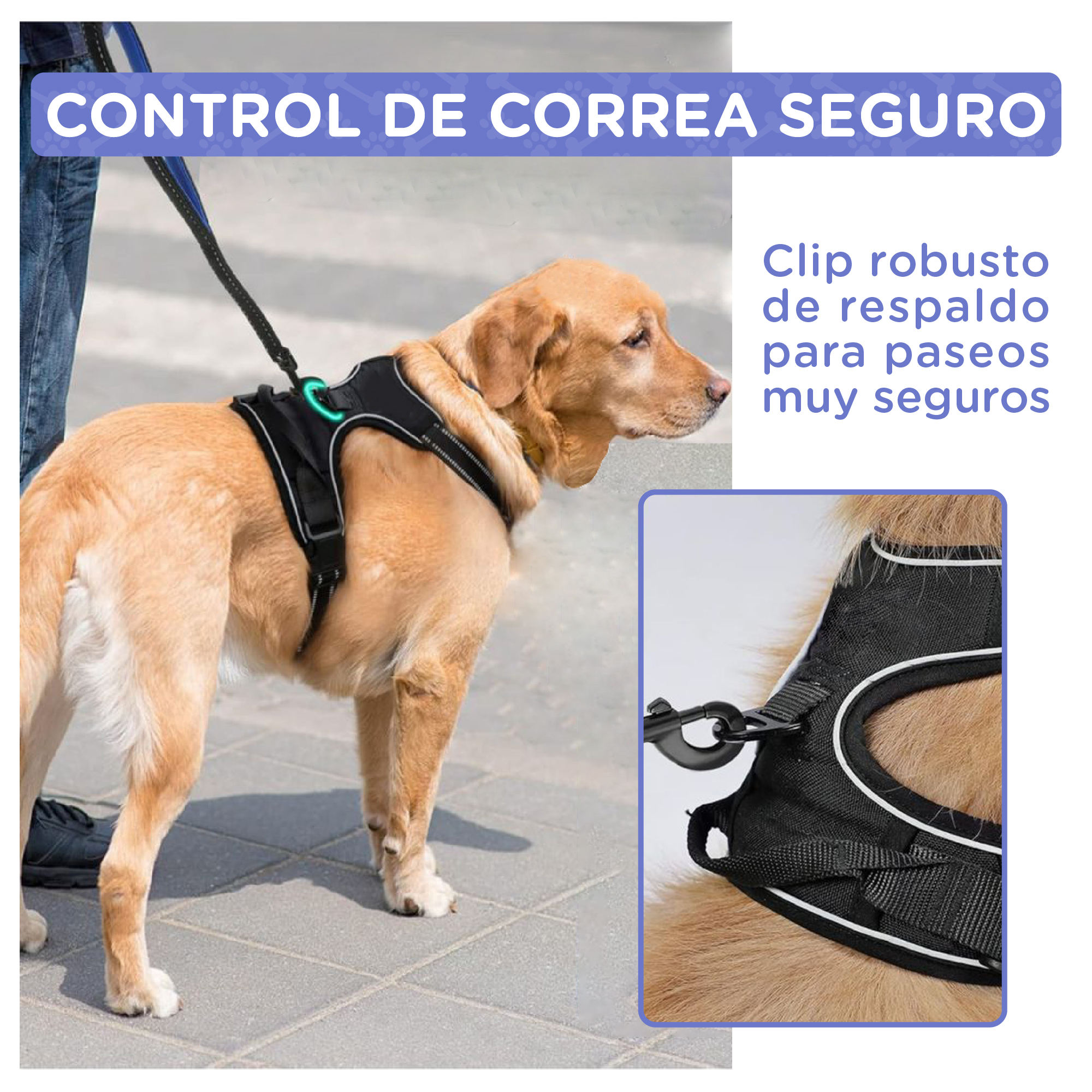 Un perro dorado lleva un arnés negro con clip para correa.