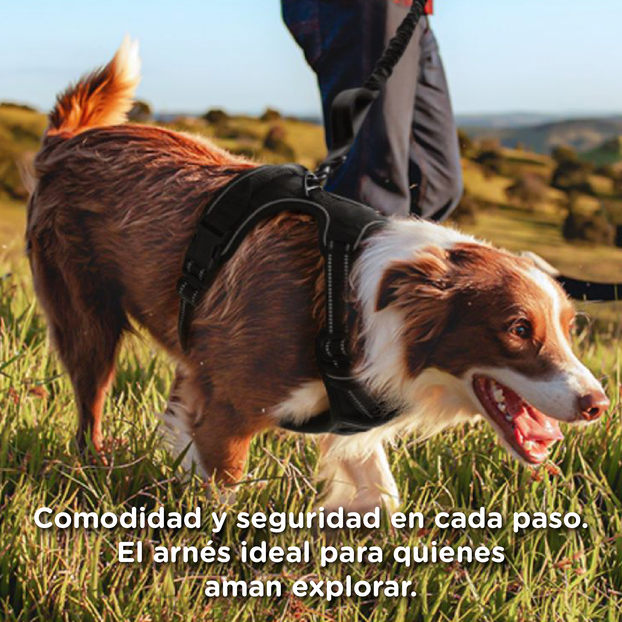 Un perro con arnés camina al aire libre en el césped, sujeto por una persona.