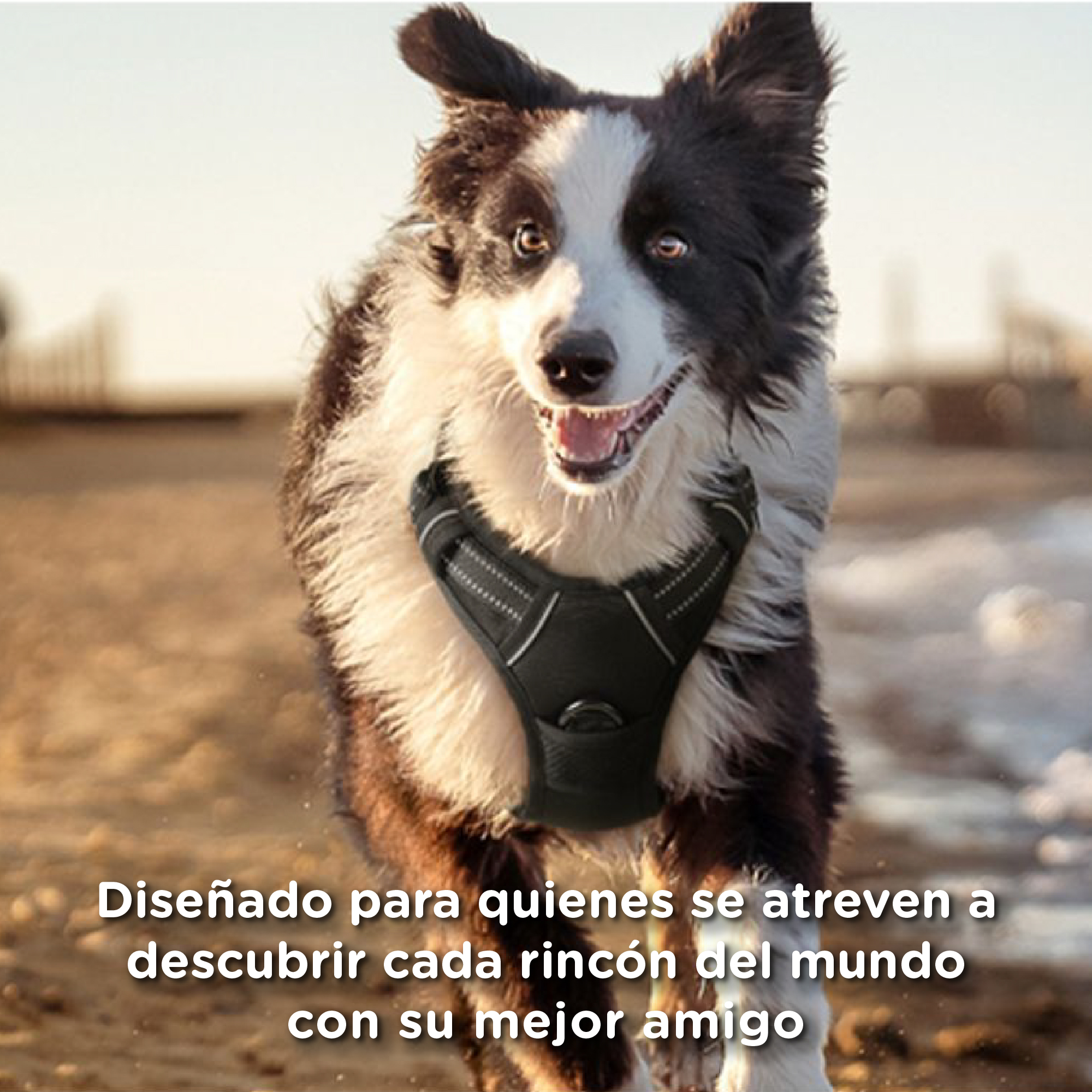 Un Border Collie con arnés corre sobre arena.