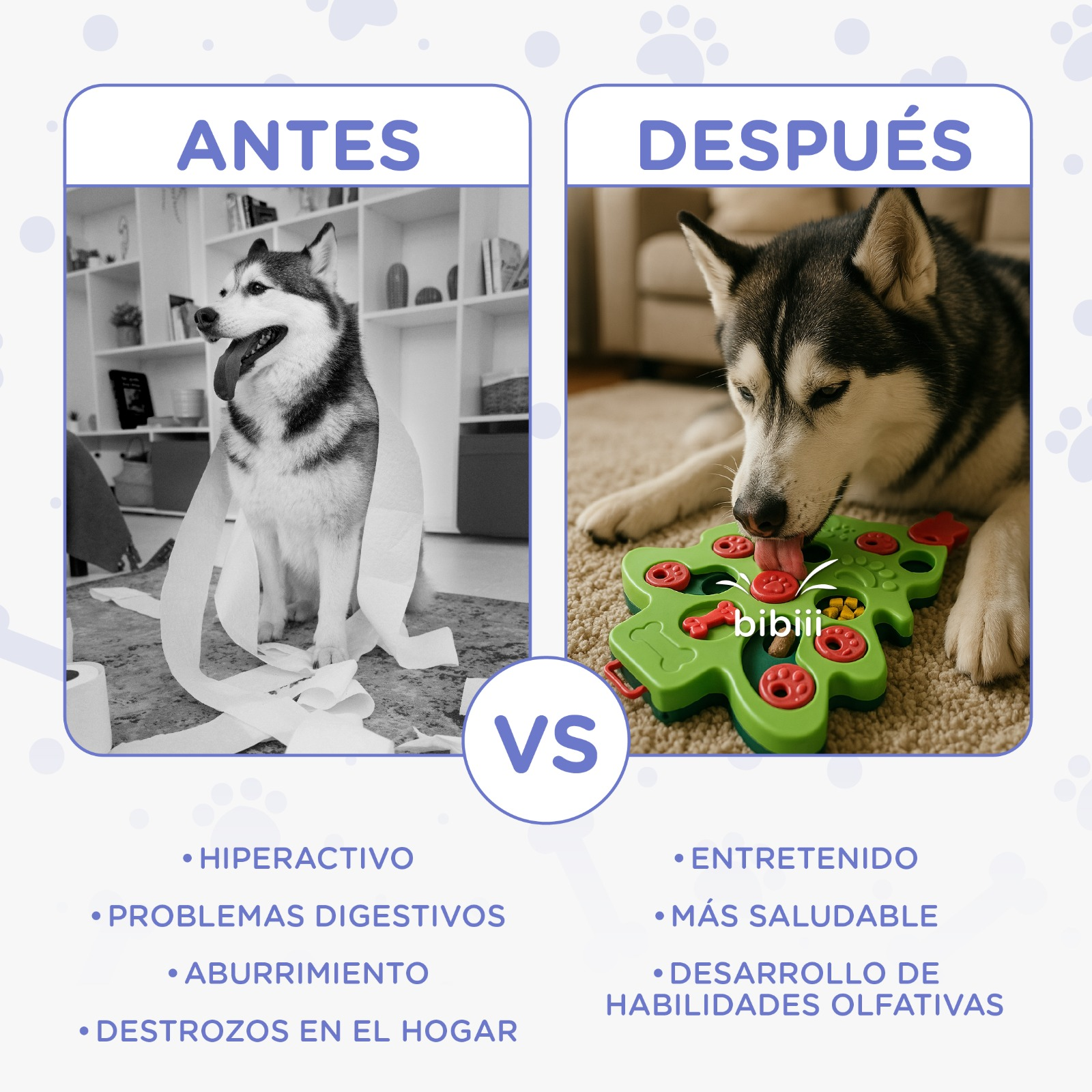 Antes: Husky con papel higiénico roto. Después: Husky jugando con un juguete.