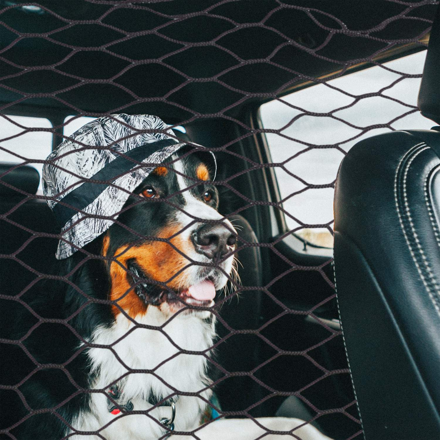 Perro de montaña bernés con gorra en coche, mirando a la derecha, a través de una red.