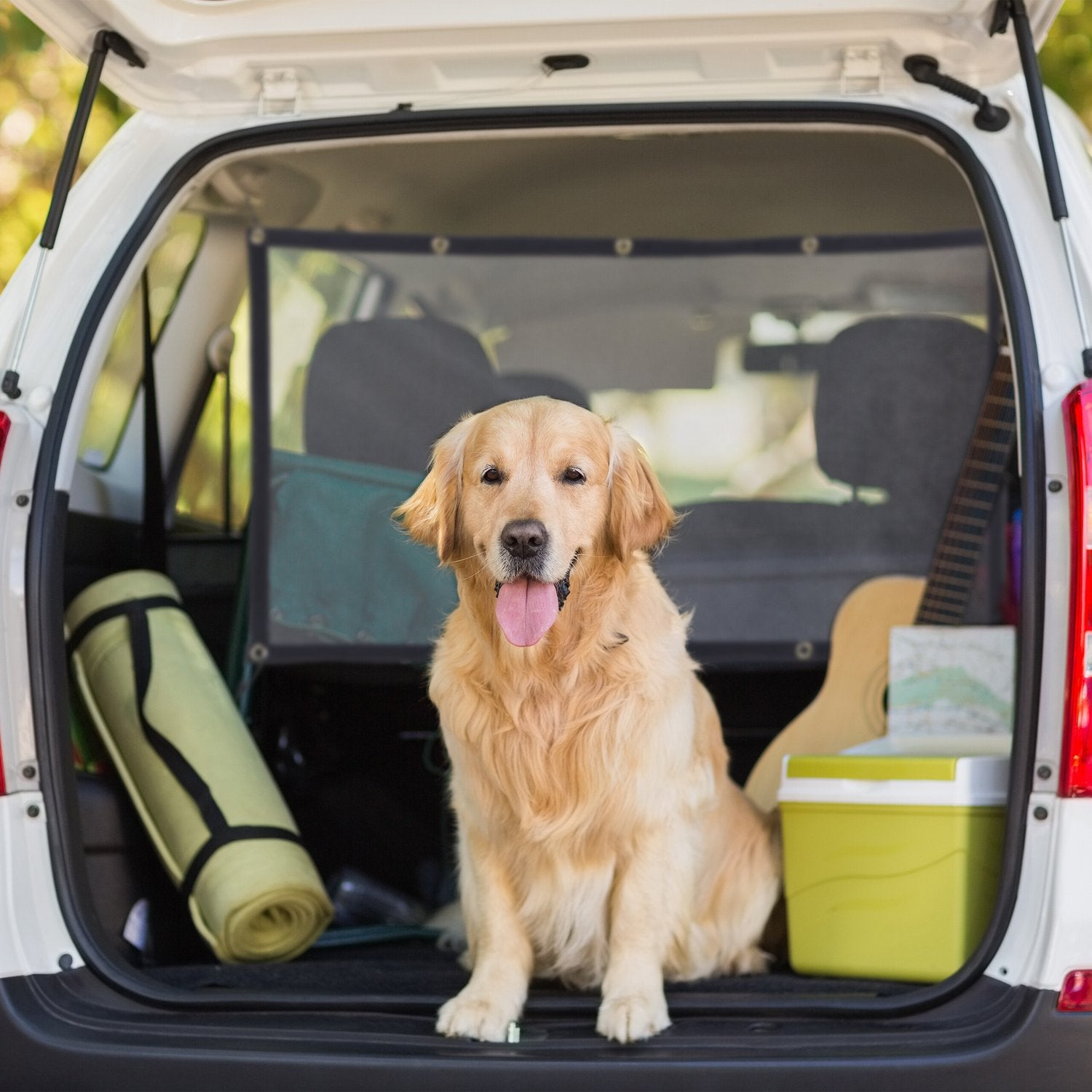 Golden retriever sentado en el maletero de un coche con equipo de camping.