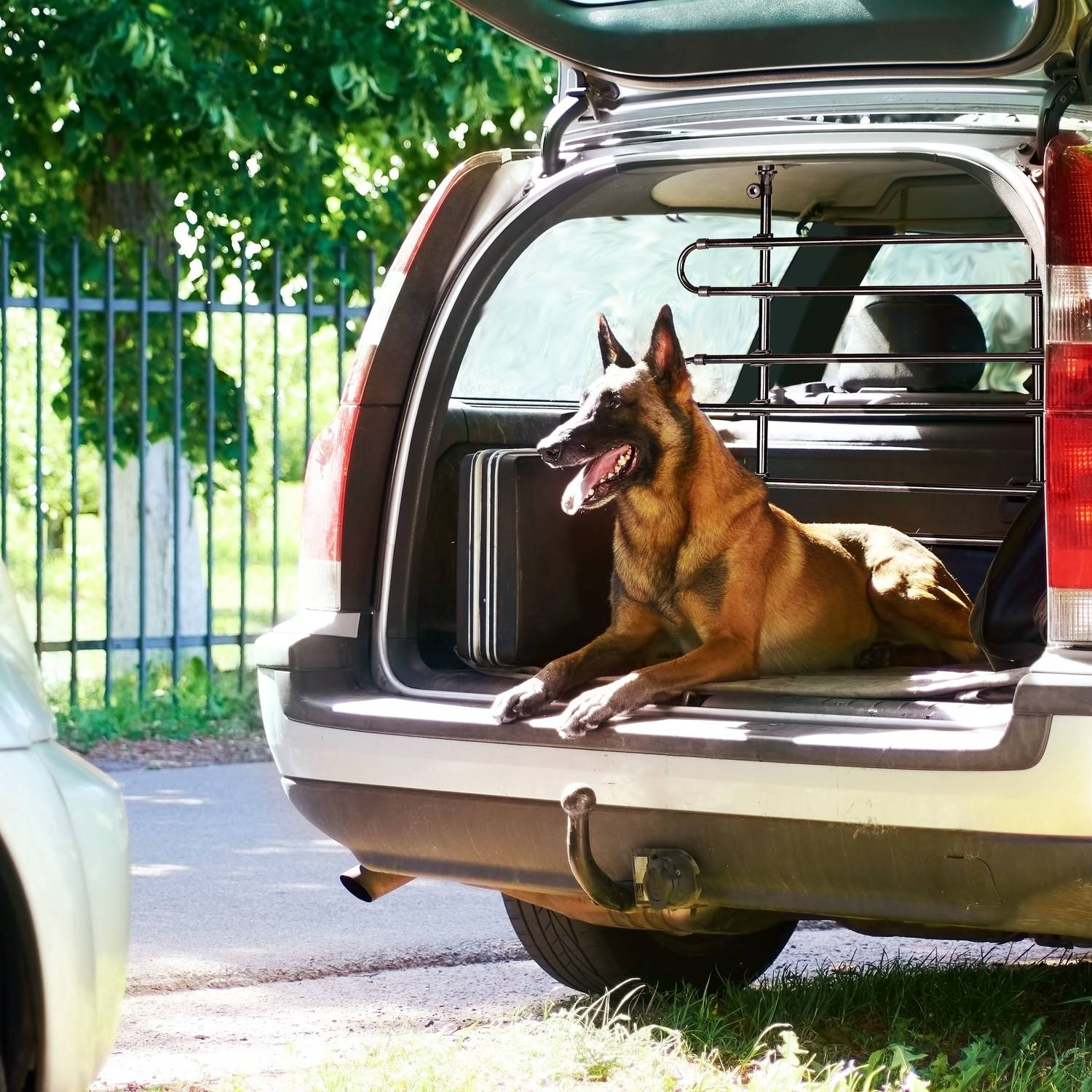 Un perro Malinois yace en el maletero de un coche, mirando a la izquierda.
