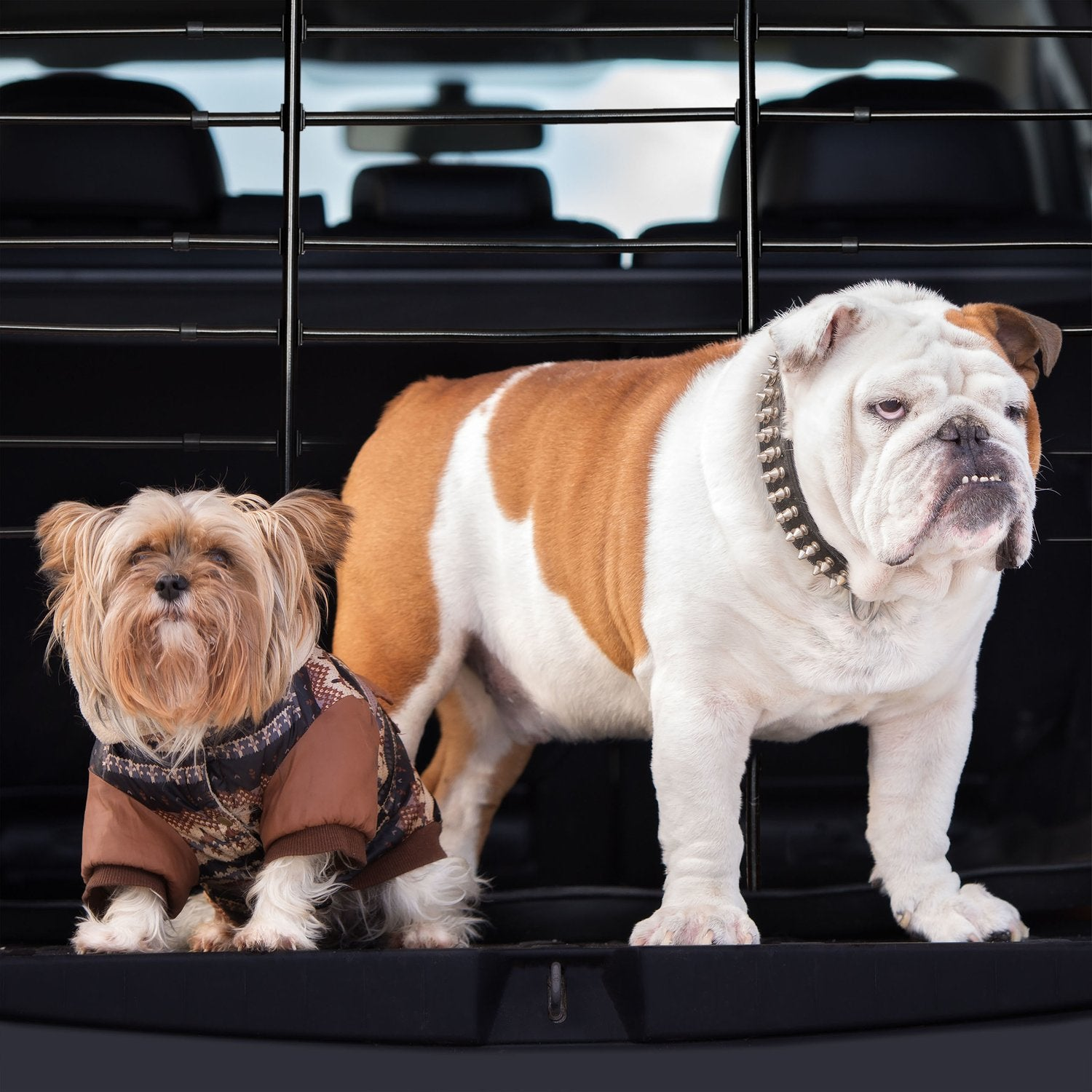 Un terrier pequeño y un bulldog con abrigos para perros en un coche.