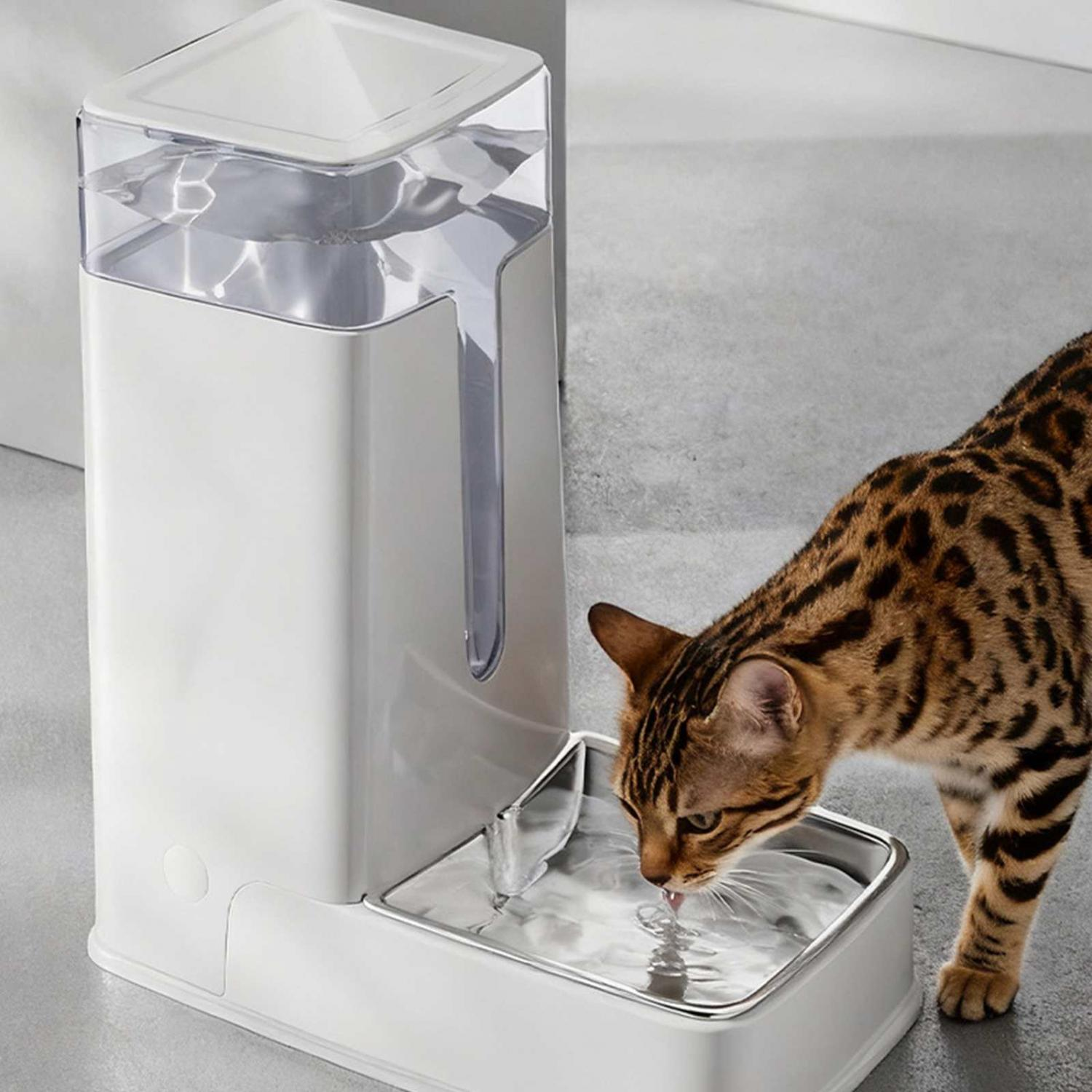 Eine Bengalkatze trinkt aus einem weißen automatischen Trinkbrunnen mit klarem Wasser.