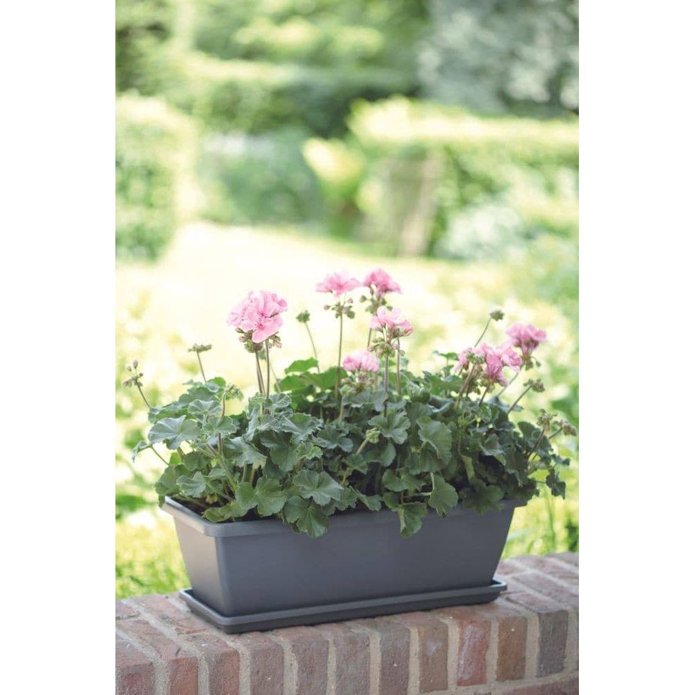 Szara skrzynka balkonowa z różowymi pelargoniami na ceglanym murku.