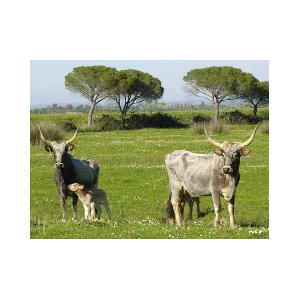 Zwei graue Rinder mit langen Hörnern auf einer grünen Wiese mit Bäumen im Hintergrund.
