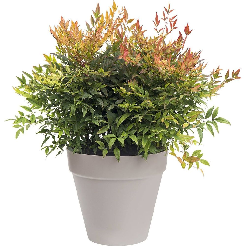 Krzew Nandina z zielonymi i czerwonymi liśćmi w szarej doniczce.