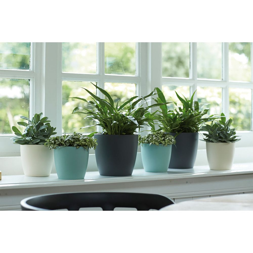 Vijf potplanten staan op een vensterbank voor een gedeeld raam.