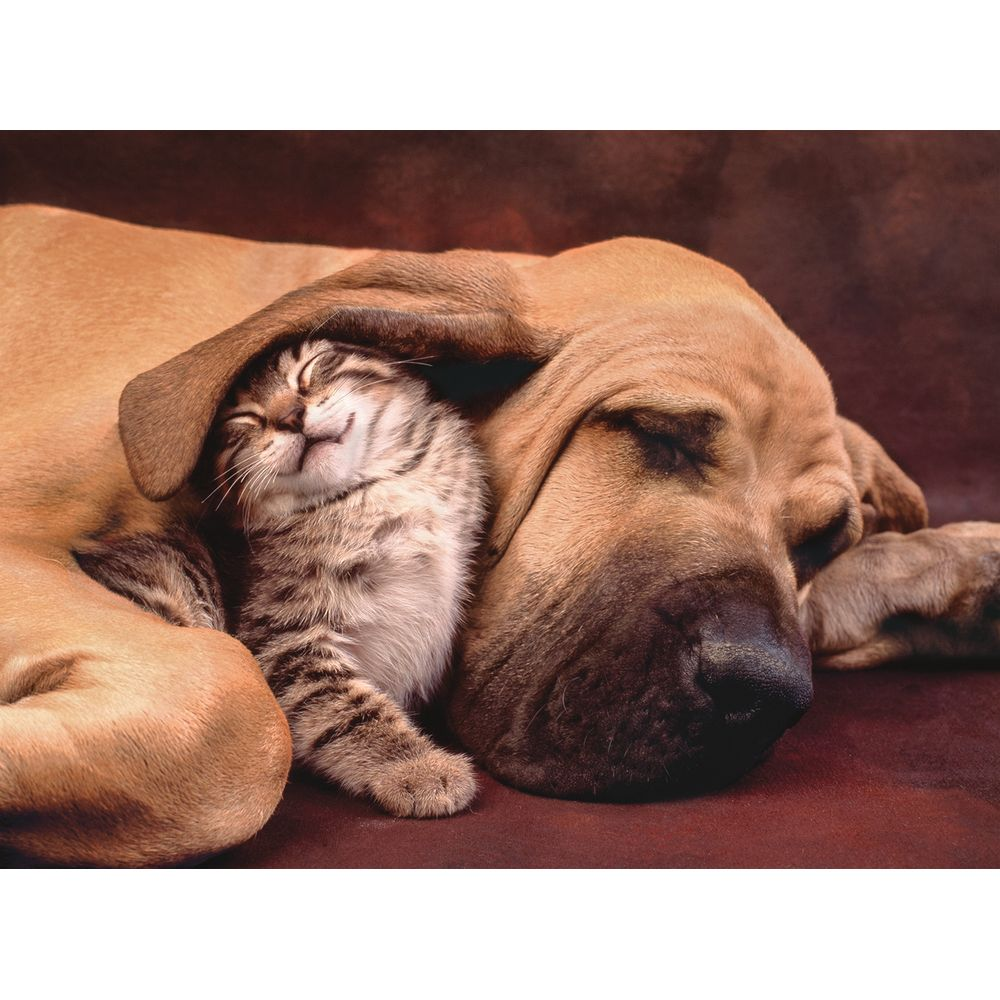 Een kitten slaapt genesteld onder het oor van een grote hond.