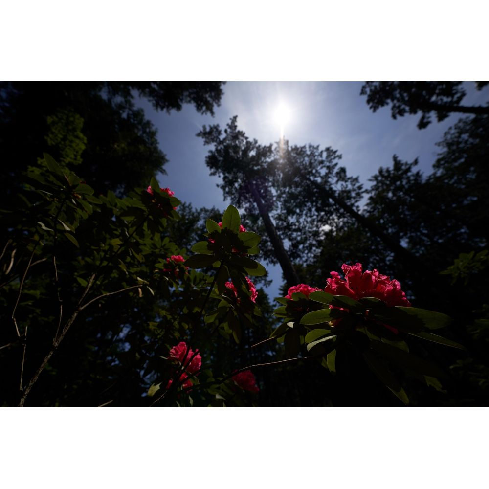 Czerwone kwiaty rododendronu na pierwszym planie, ciemne drzewa i słońce na niebie.