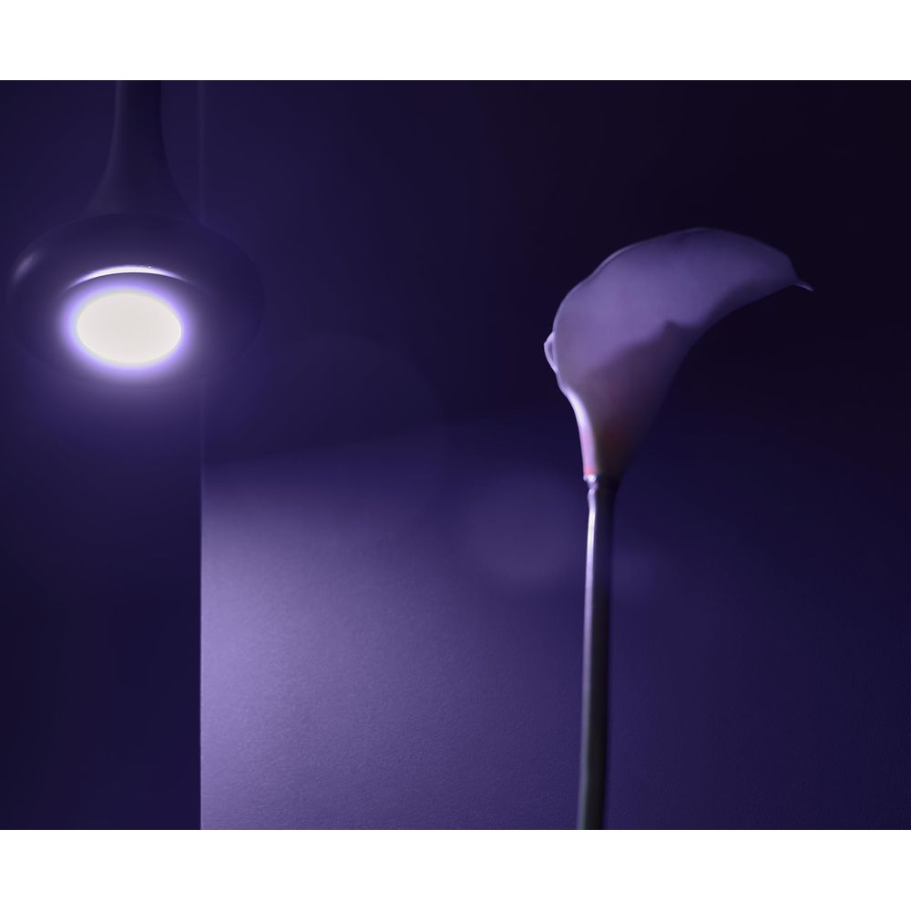 Un giglio calla bianco su sfondo viola scuro, illuminato da una lampada.