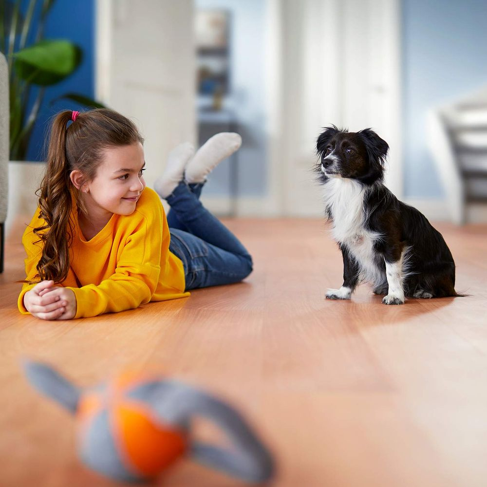 Ein Mädchen im gelben Hemd liegt auf dem Boden und schaut einen Hund an. Ein Spielzeug ist im Vordergrund.