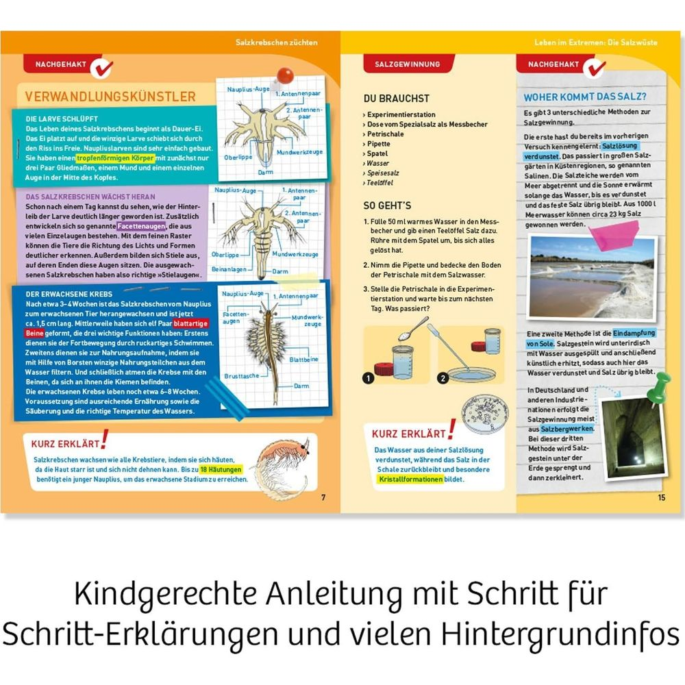 Infografik über Salzkrebschen Zucht und Salzgewinnung mit Diagrammen und Fotos.