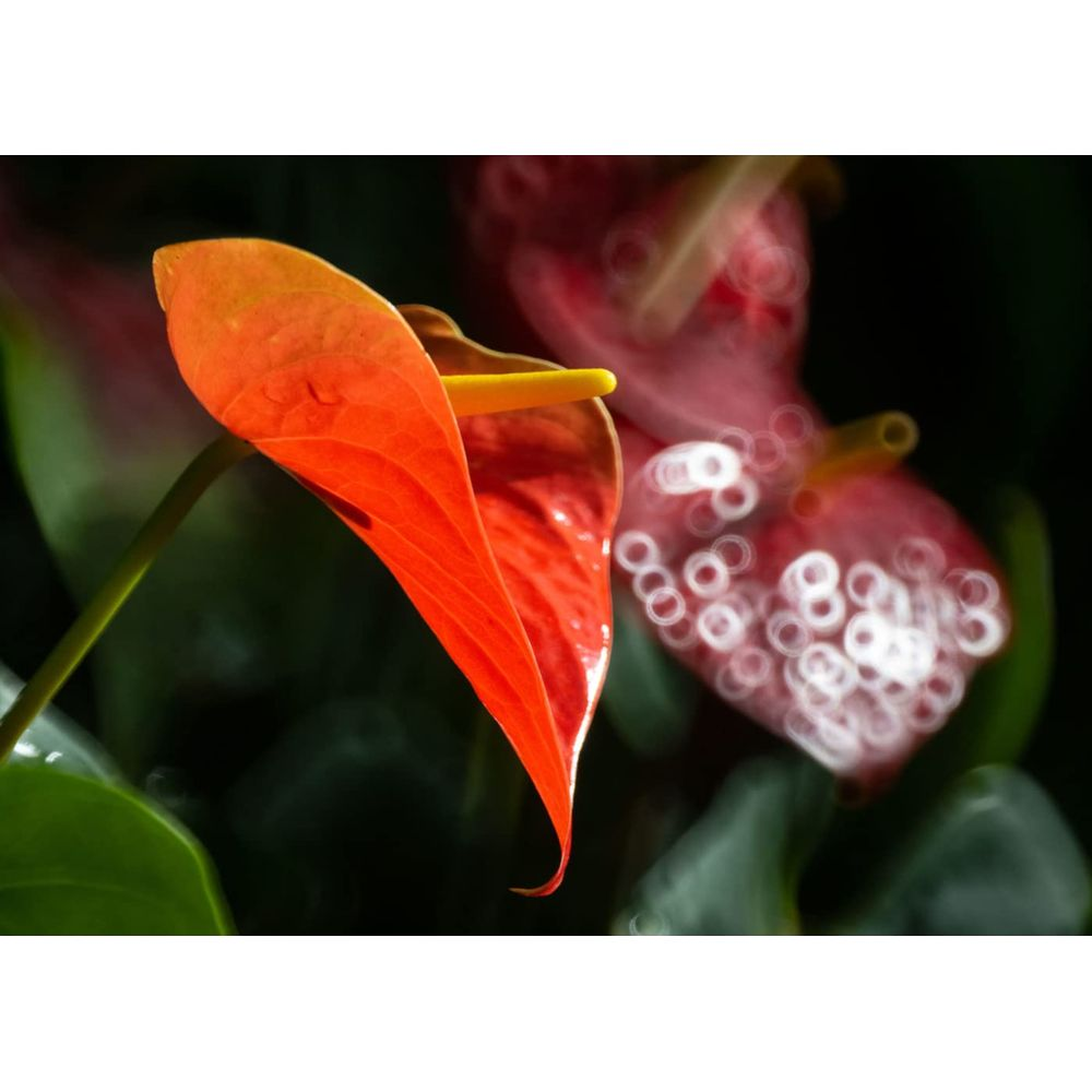Un fiore di anthurium arancione brillante con spadice giallo, fiori rossi sfocati sullo sfondo.