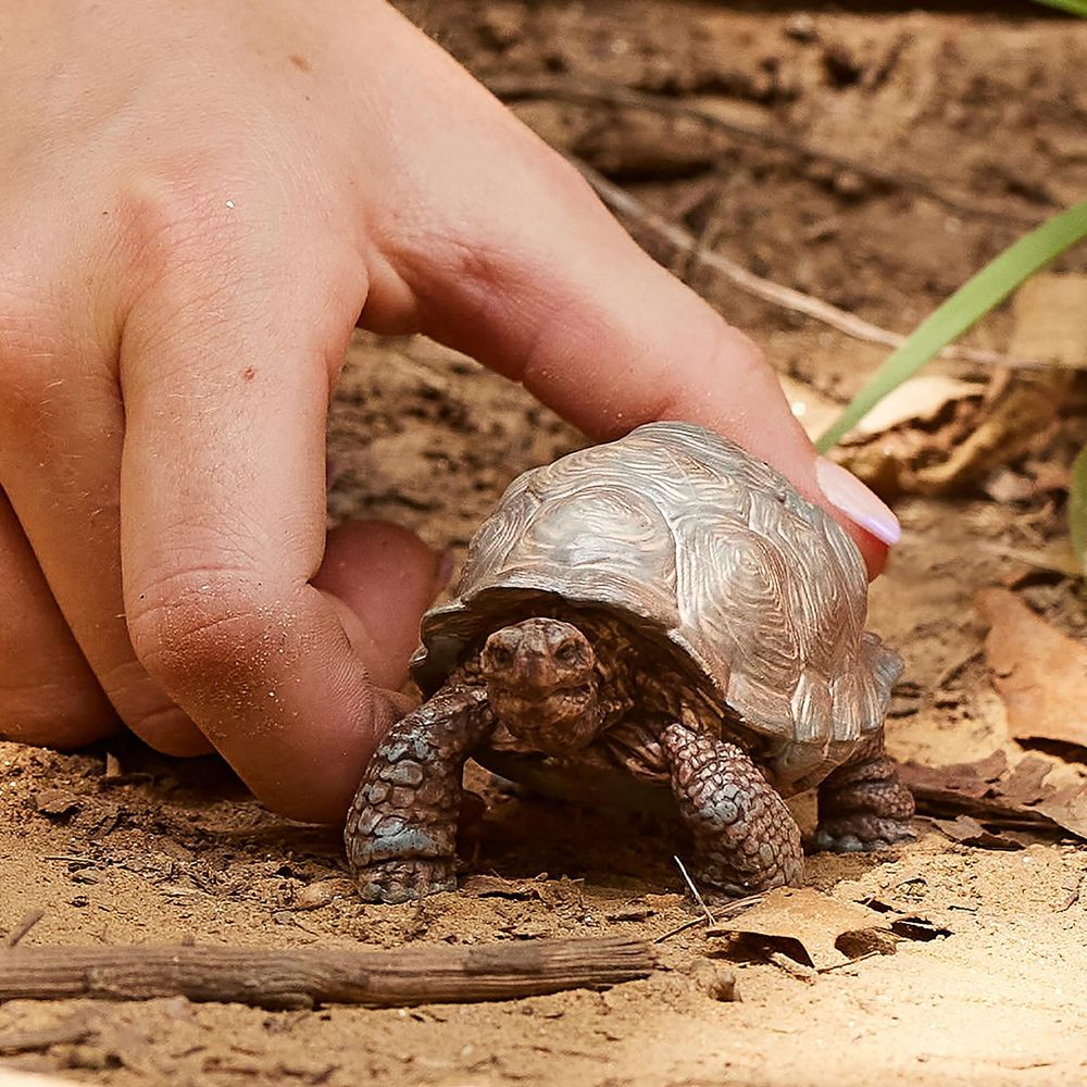 Eine Hand berührt eine kleine Schildkröte auf sandigem Boden mit Blättern.