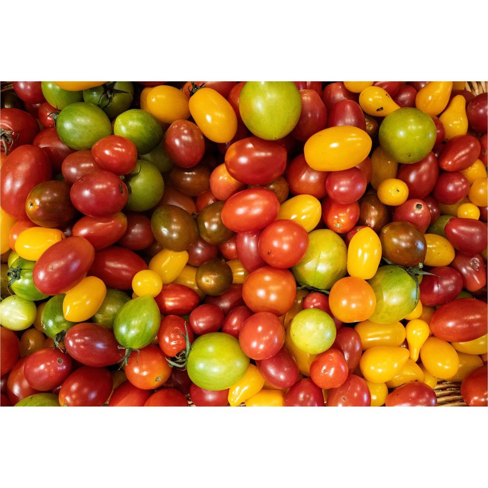 Zbliżenie na wiele małych pomidorów w kolorze czerwonym, żółtym i zielonym.