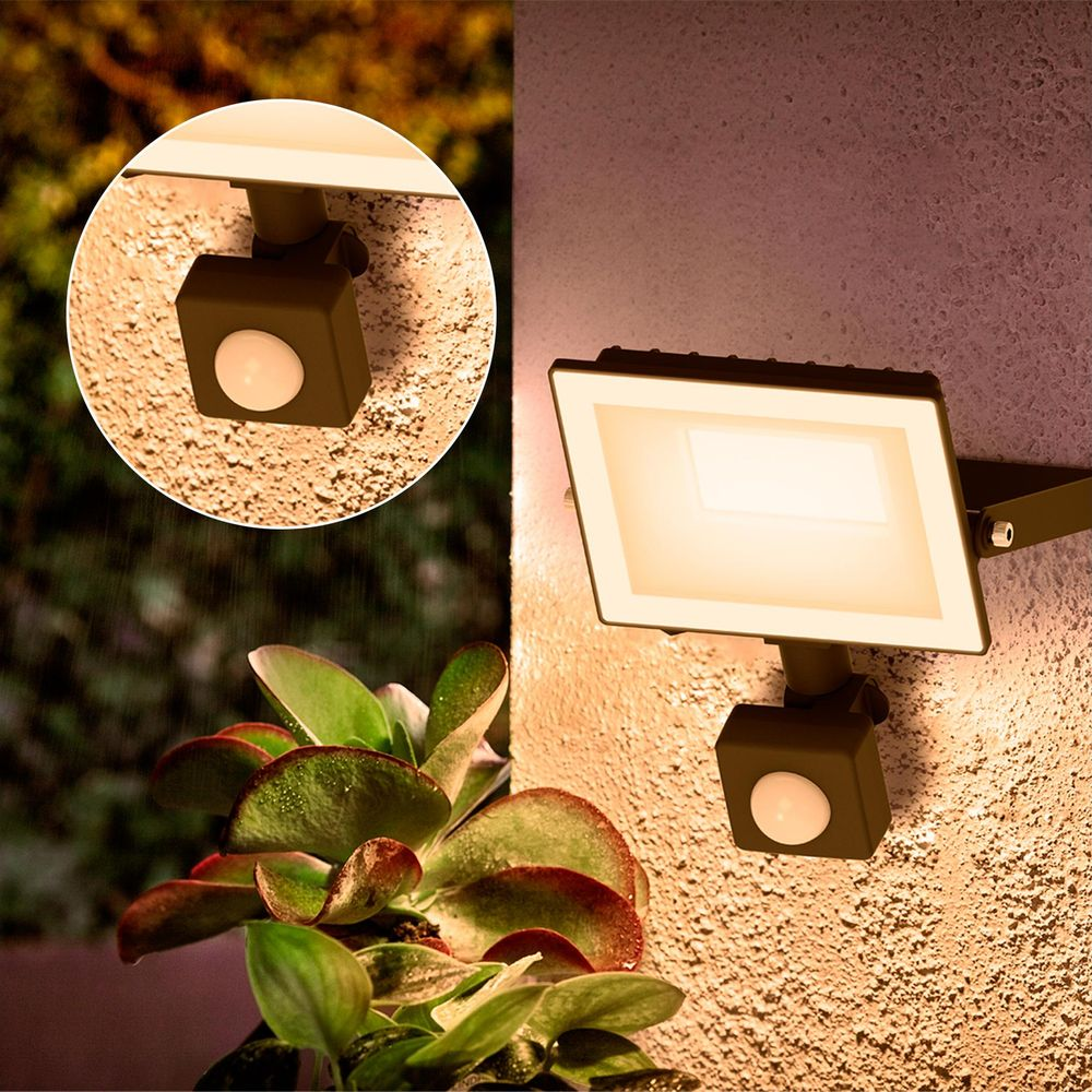 Reflektor z czujnikiem ruchu oświetla teksturowaną ścianę i sukulenta.