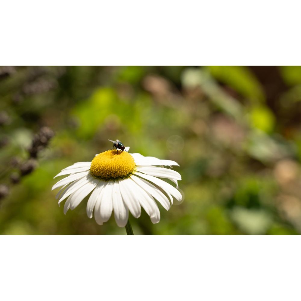 Mucha siedzi na żółtym środku białego kwiatu stokrotki.