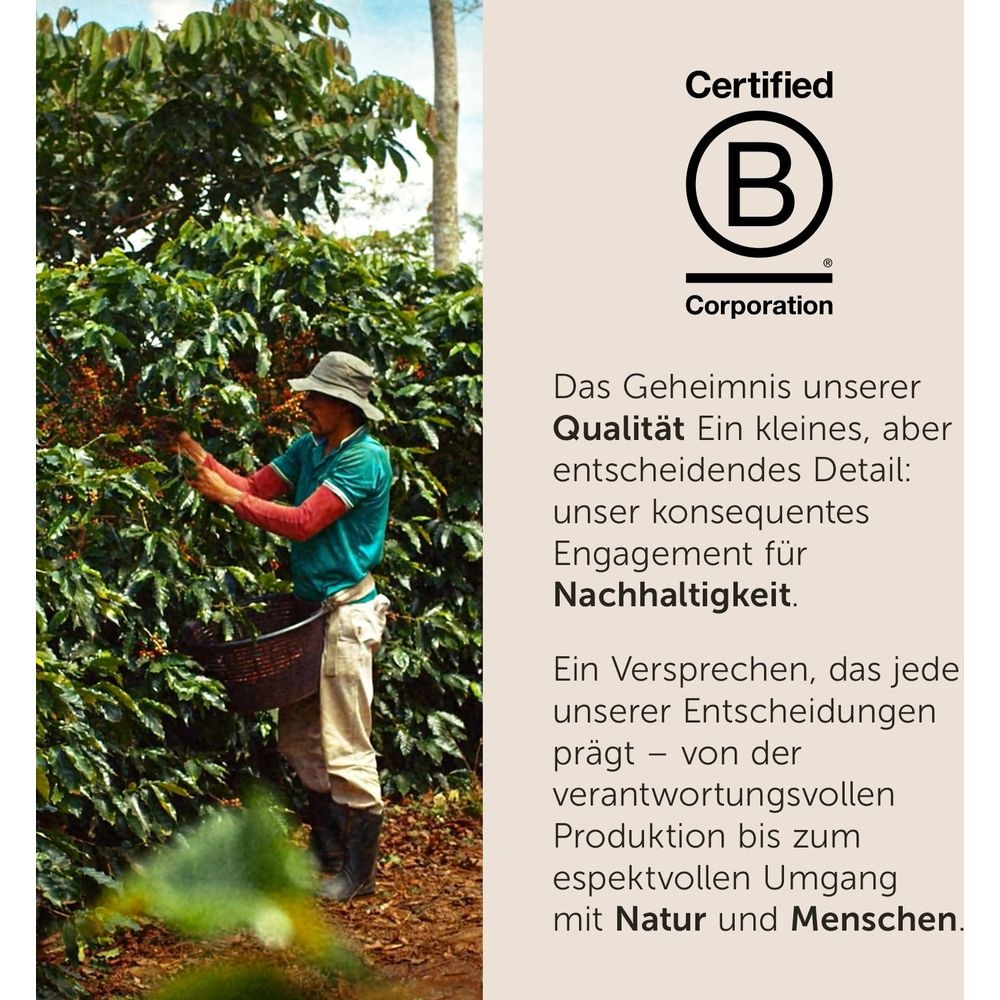 Un contadino raccoglie bacche di caffè in un campo, logo B Corp a destra.