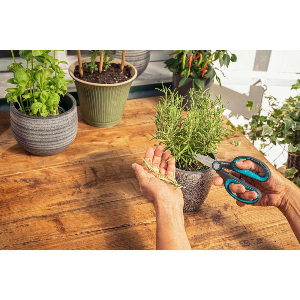 Ręce przycinające rozmaryn nożyczkami w doniczce na drewnianym stole.