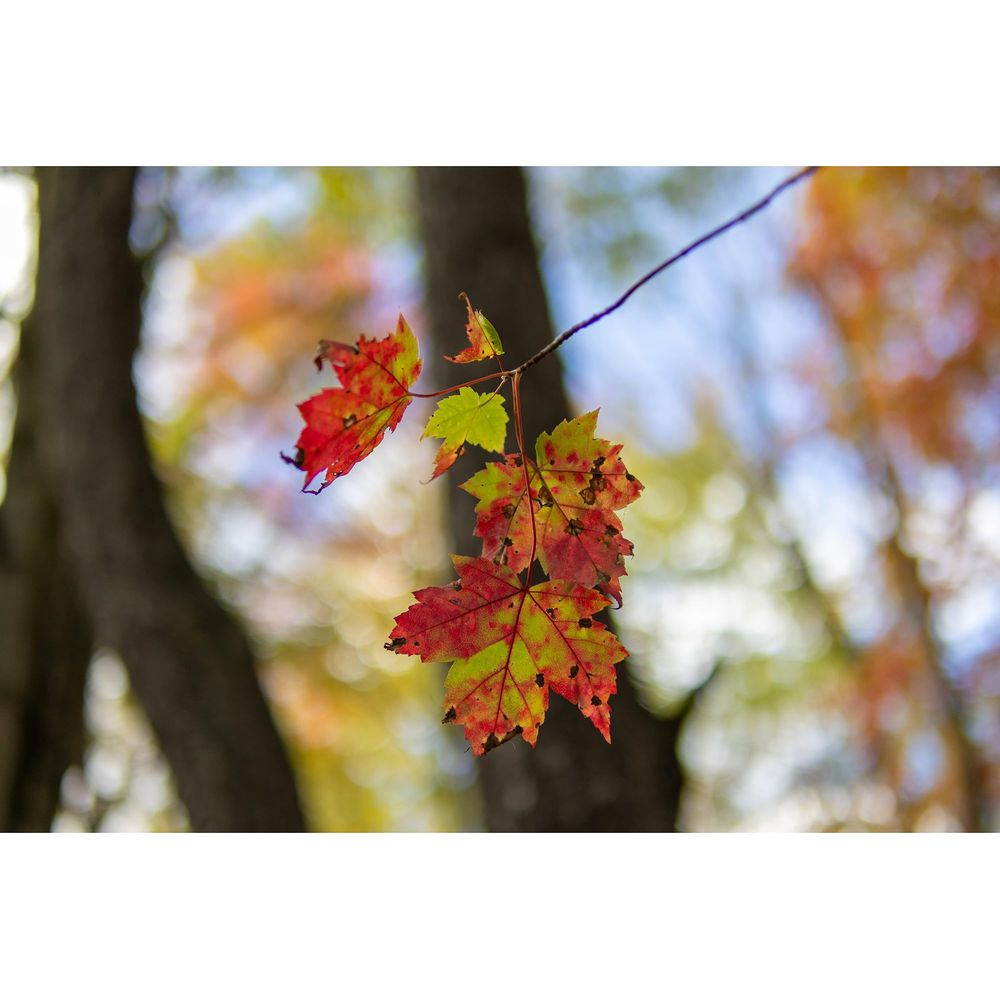 Rode en groene herfstbladeren hangen aan een tak in het bos.