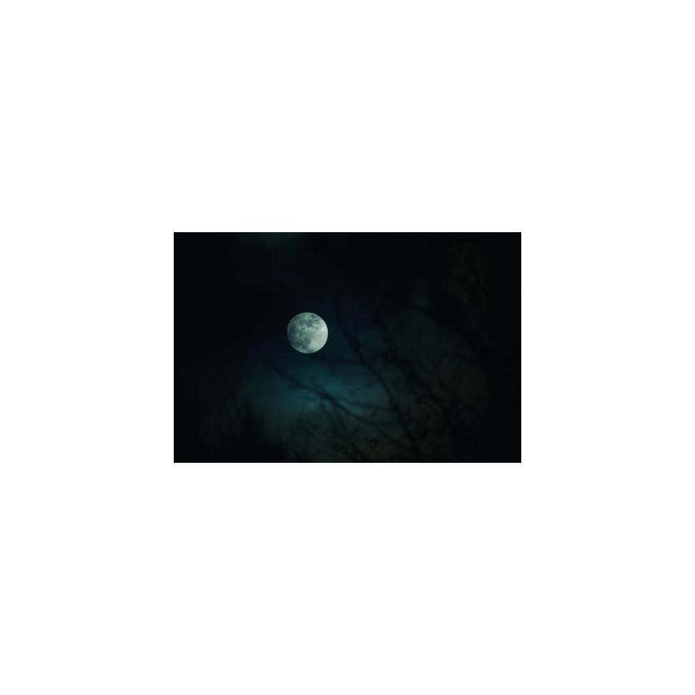 Vollmond über dunklen Baumzweigen im Nachthimmel.